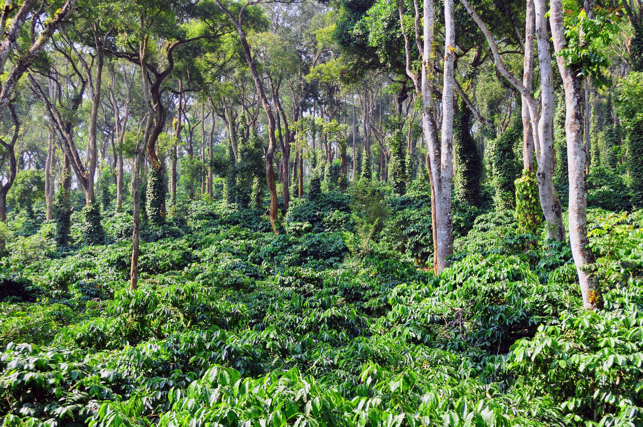2048x1360 Orange County Coorg, IN