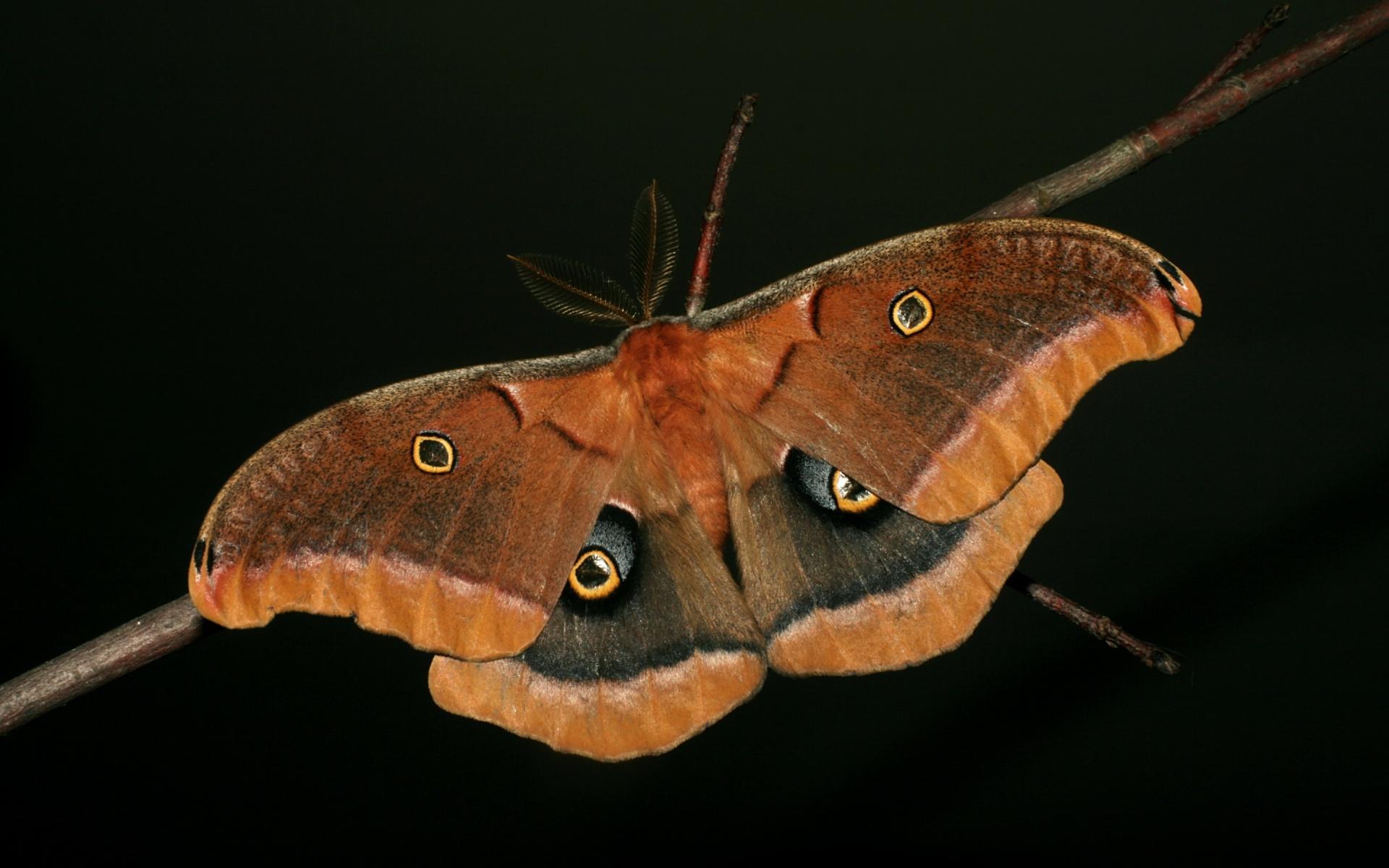1920x1200 Moth HD Wallpaper free