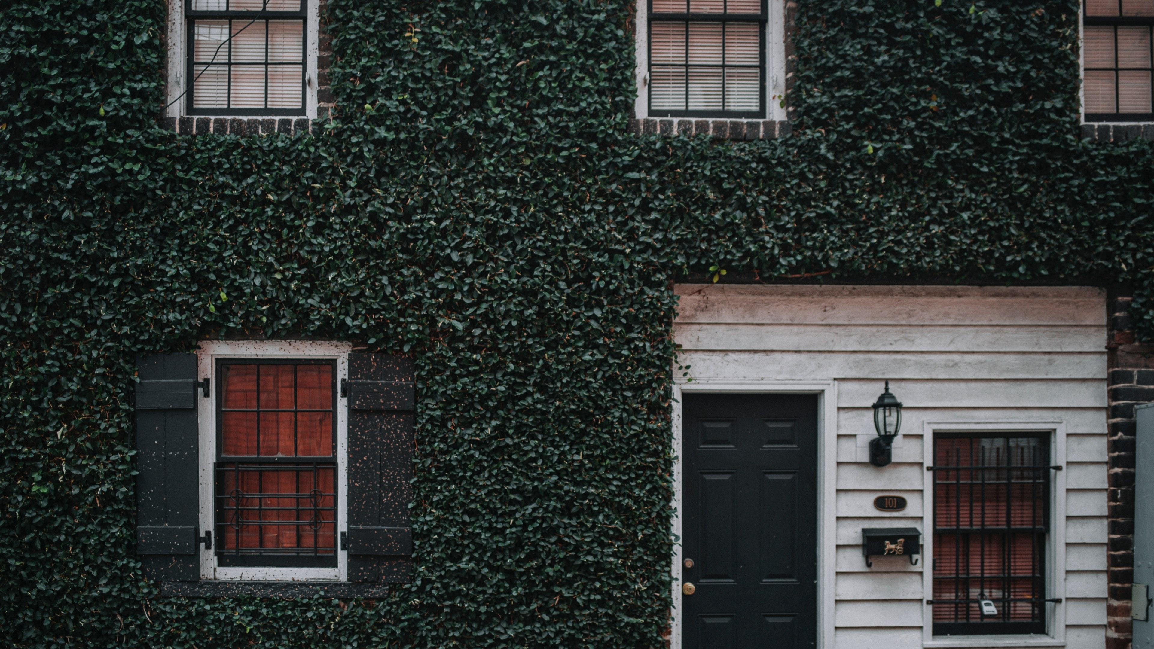 3840x2160 ivy, ivy covered facade 4k wallpaper