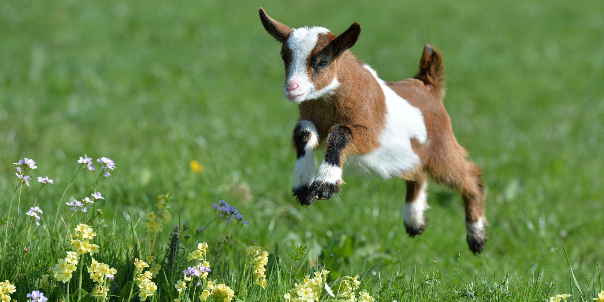 2000x1000 Cute Goats Wallpaper, Picture, Image