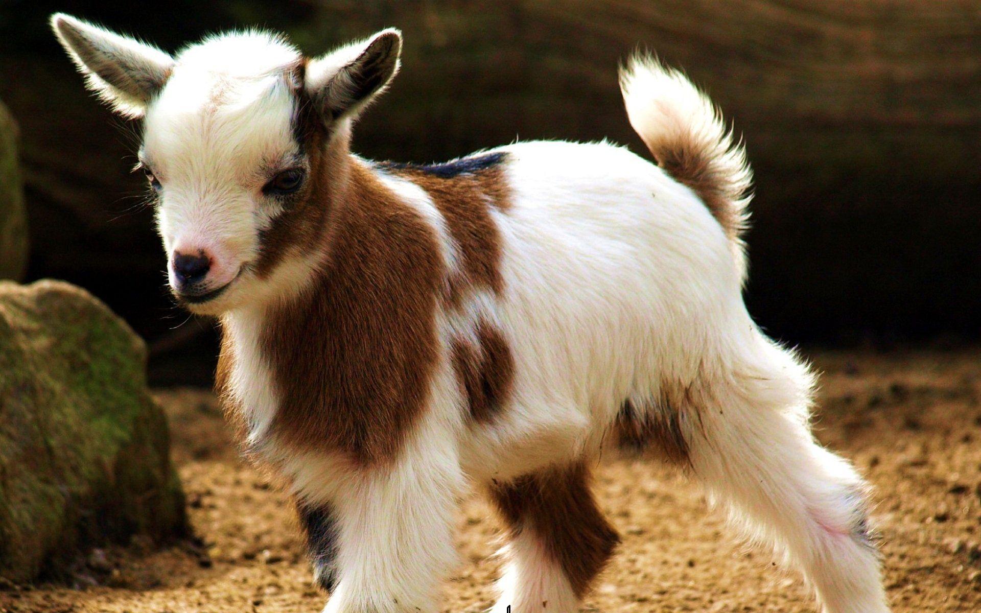 Cute Goat Desktop Wallpapers - Top Free Cute Goat Desktop Backgrounds ...