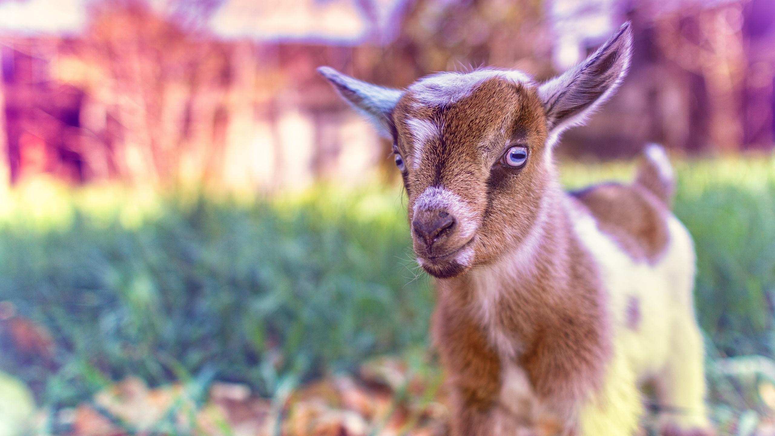 2560x1440 Cute Goat Wallpaper
