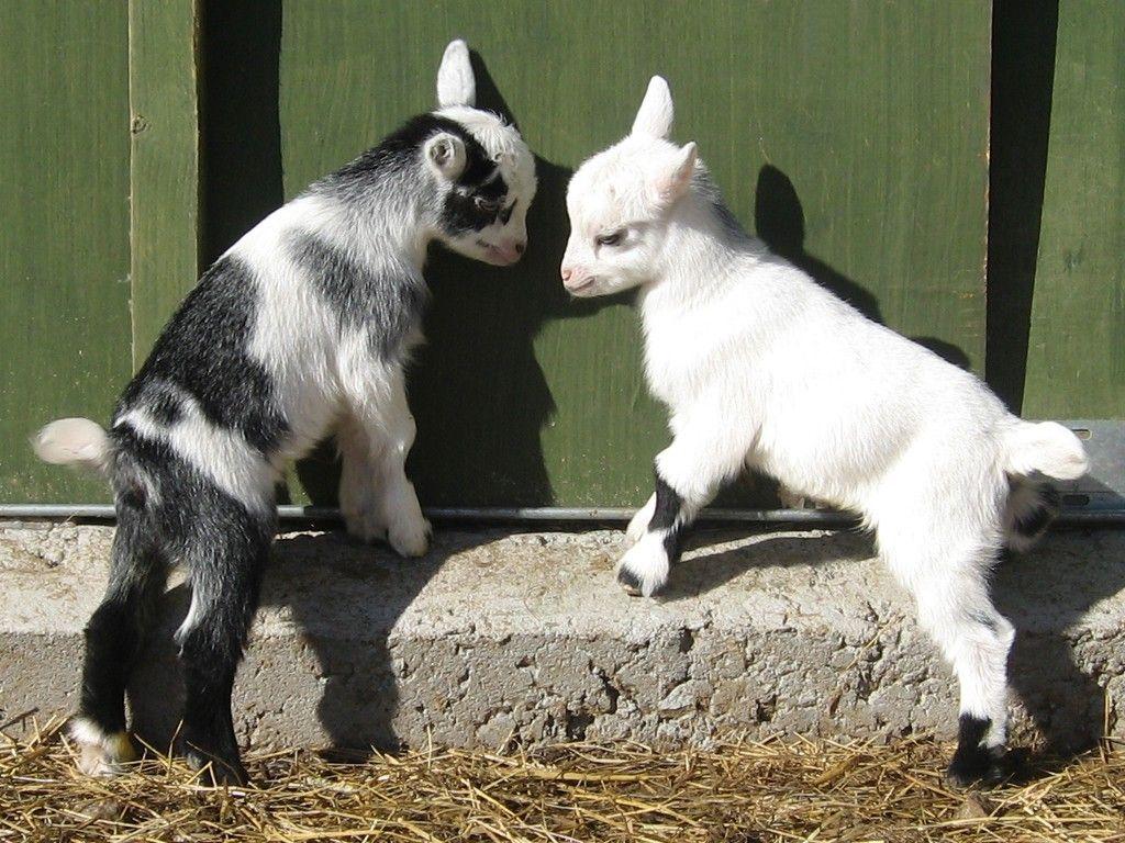 Cute Baby Goat Wallpapers   Top Free Cute Baby Goat Backgrounds ...