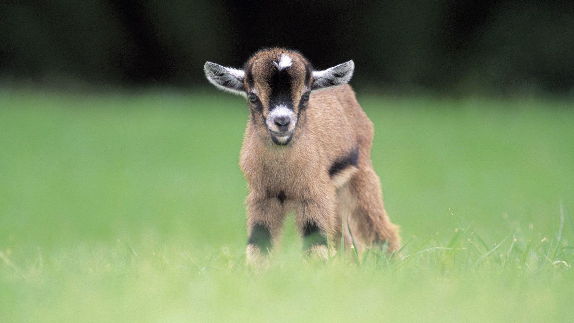 1920x1080 Baby Goat Wallpaper 17108 1920x1080px