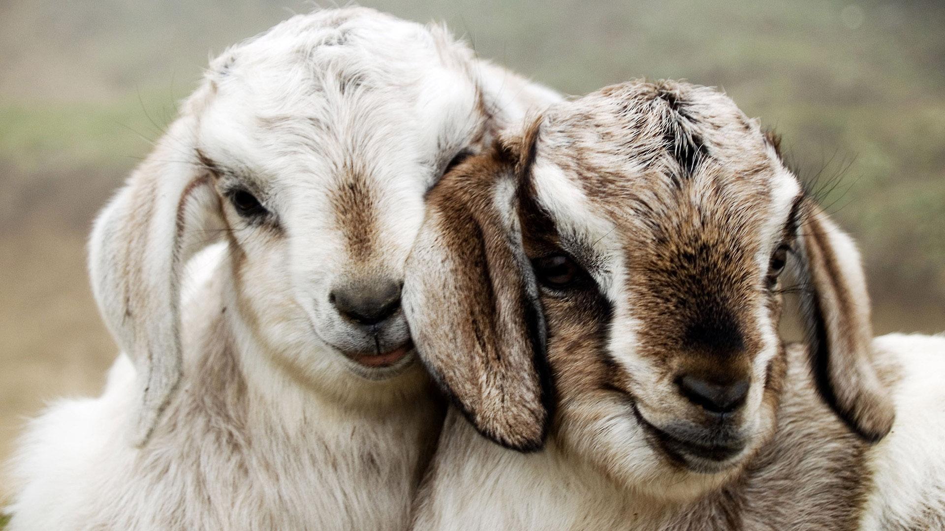 1920x1080 Goat Wallpaper