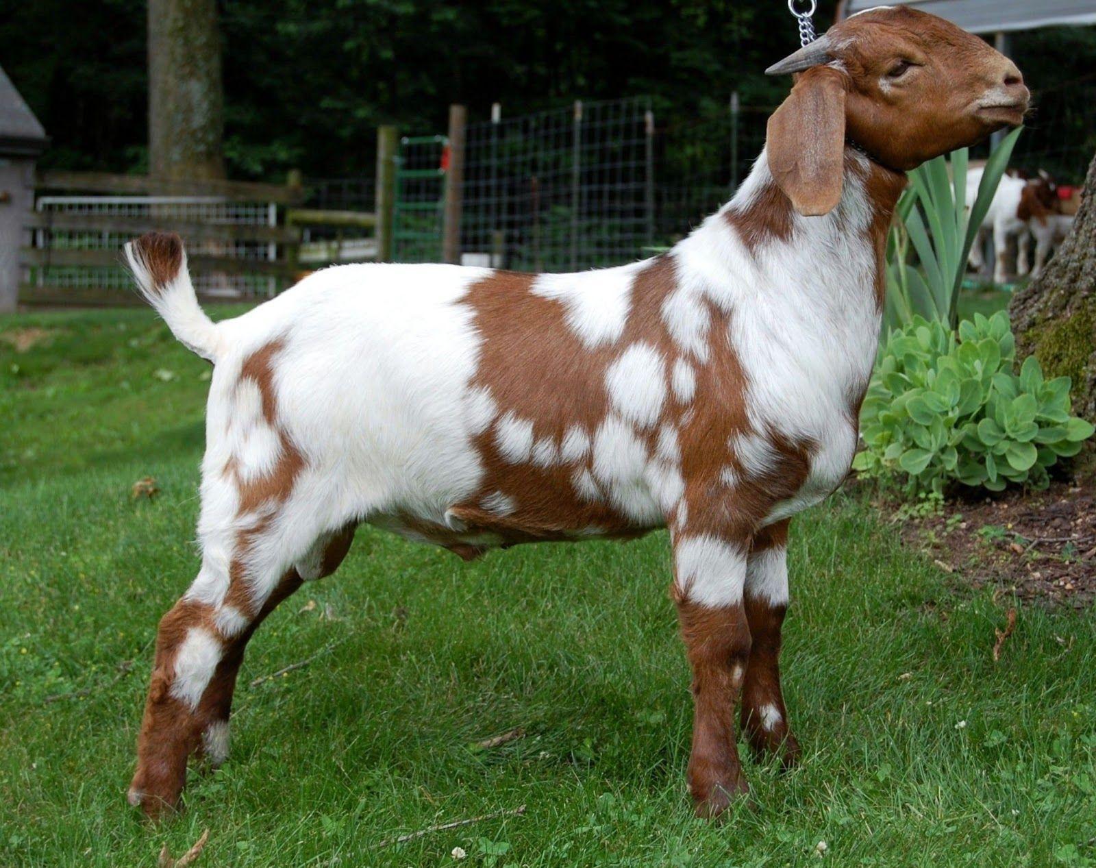 1600x1267 goat HD wallpaper. Goat picture, Funny goat picture, Goats funny