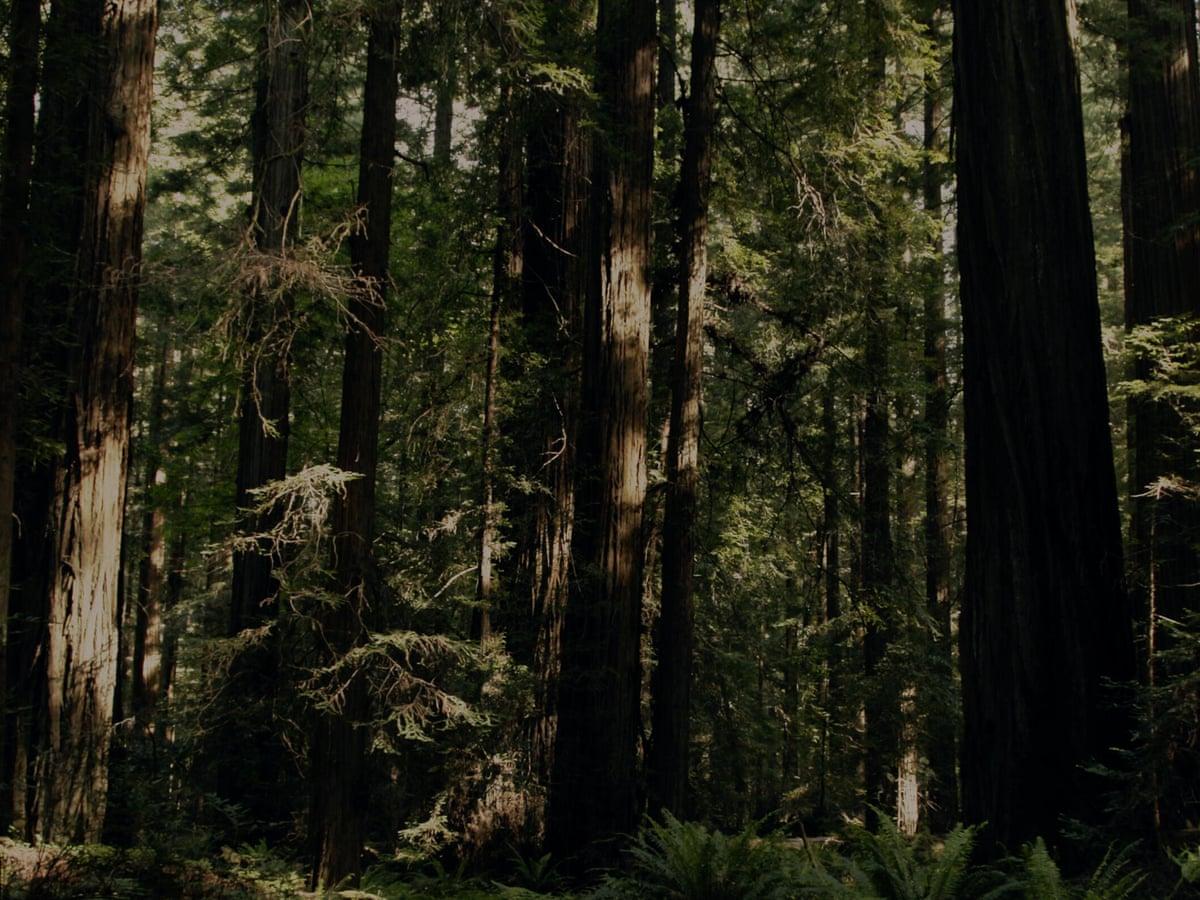1200x900 I am now truly afraid of the woods