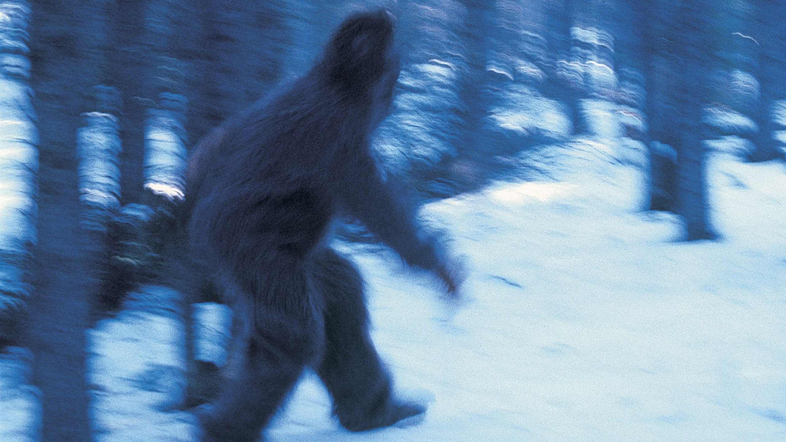 2560x1440 Bigfoot sightings can be easily
