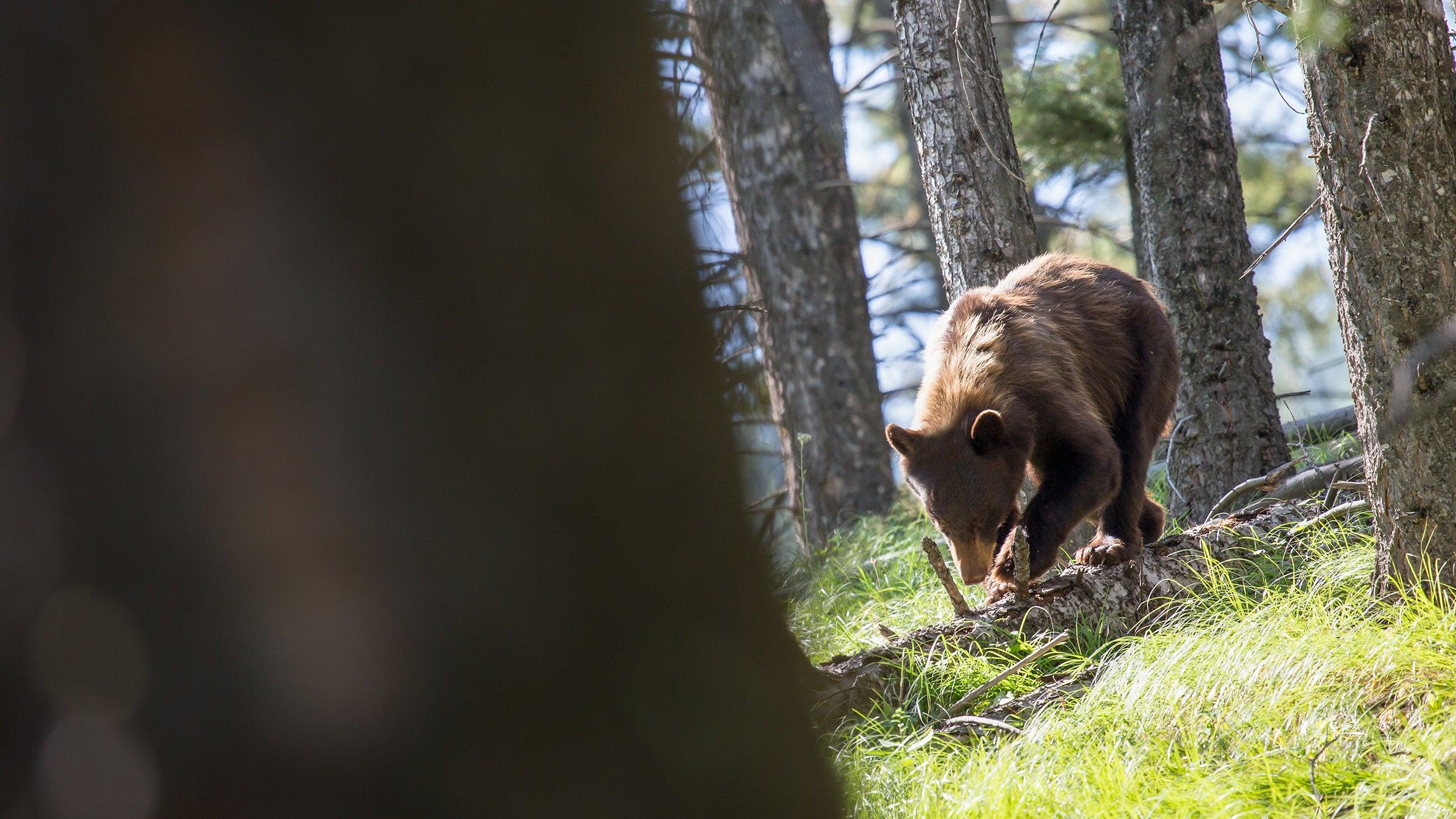 2400x1350 Bigfoot Is Probably Just a Black Bear