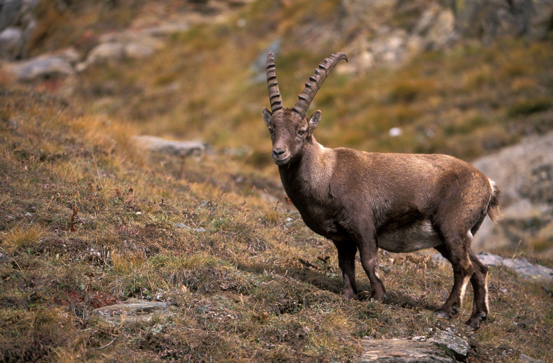 1920x1261 Ibex Wallpaper Image