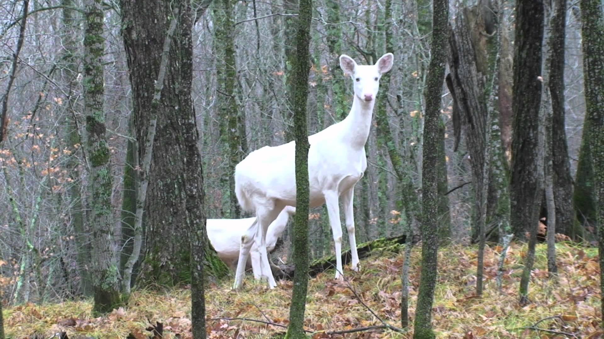 1920x1080 Free Whitetail Deer Picture Wallpaper