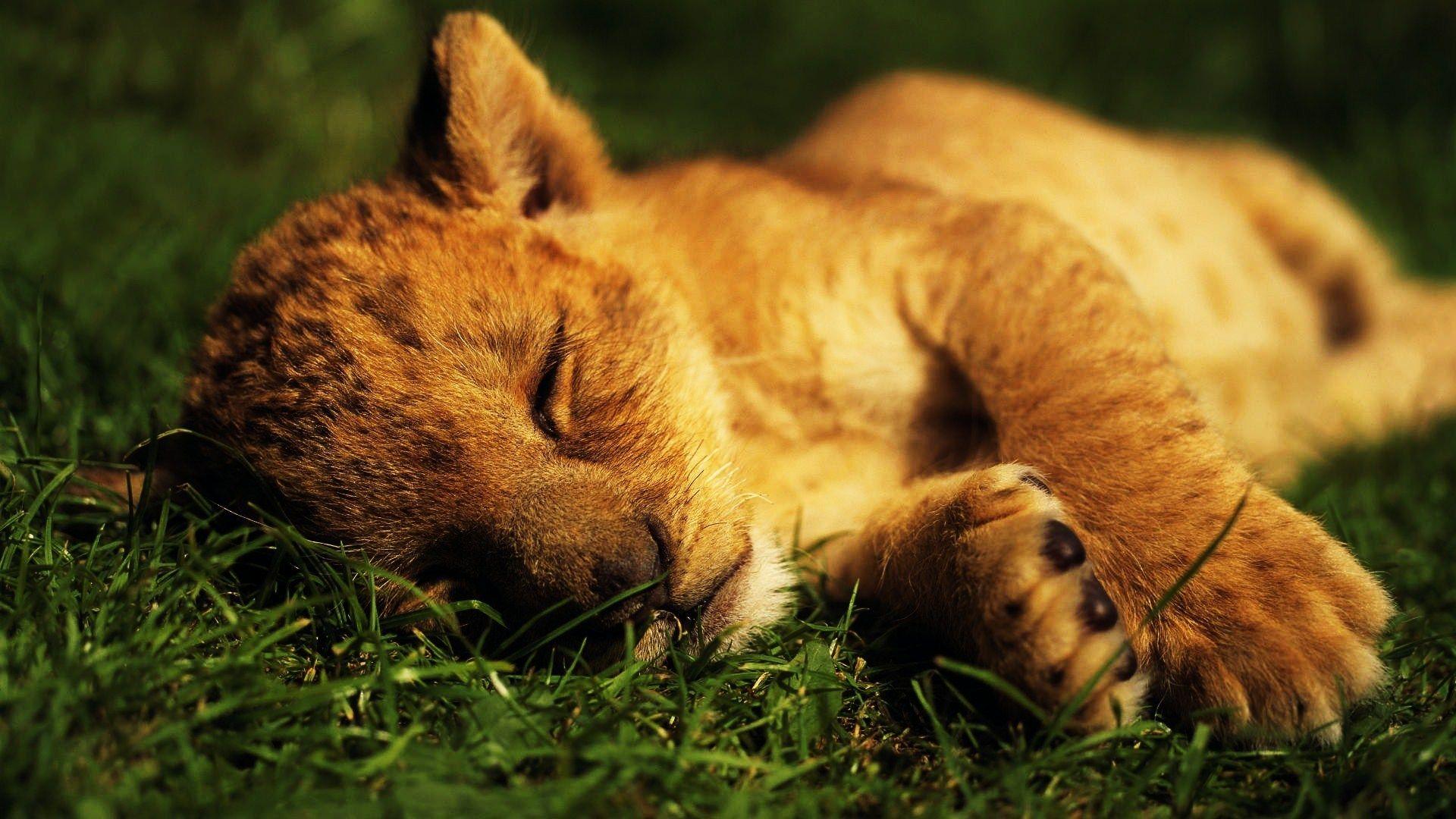 1920x1080 Animals image Animals HD wallpaper and background photo