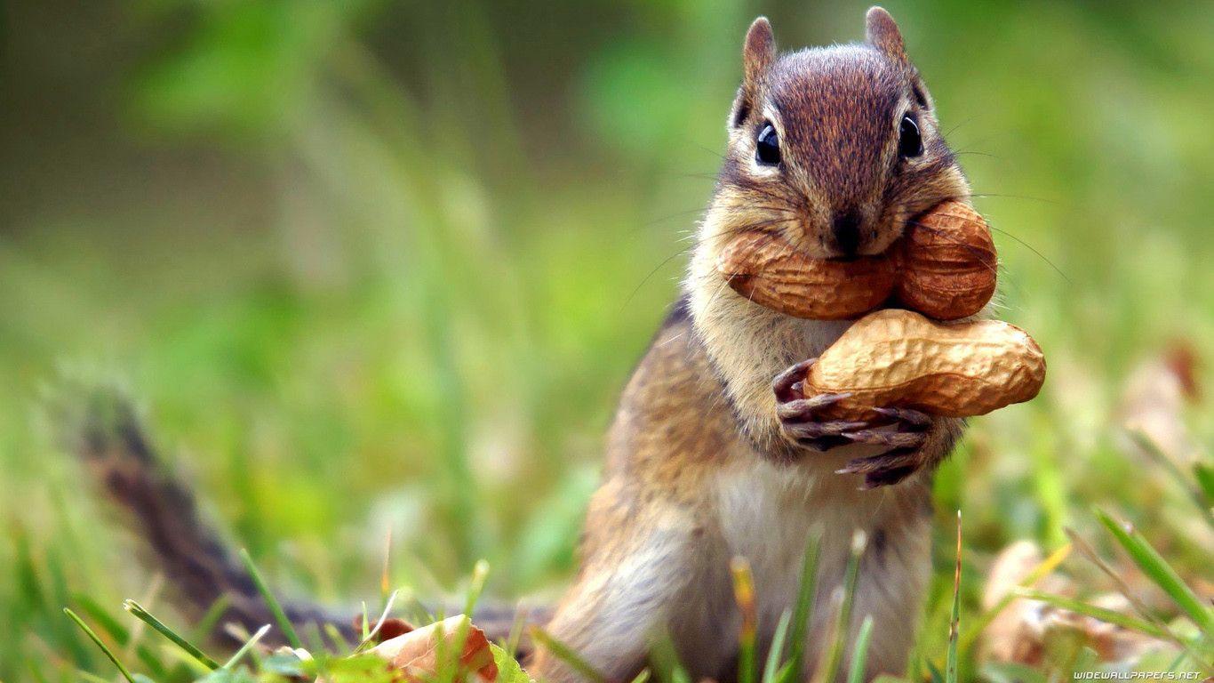 1366x768 Ultra HD Squirrel Wallpaper #PH6C5M5