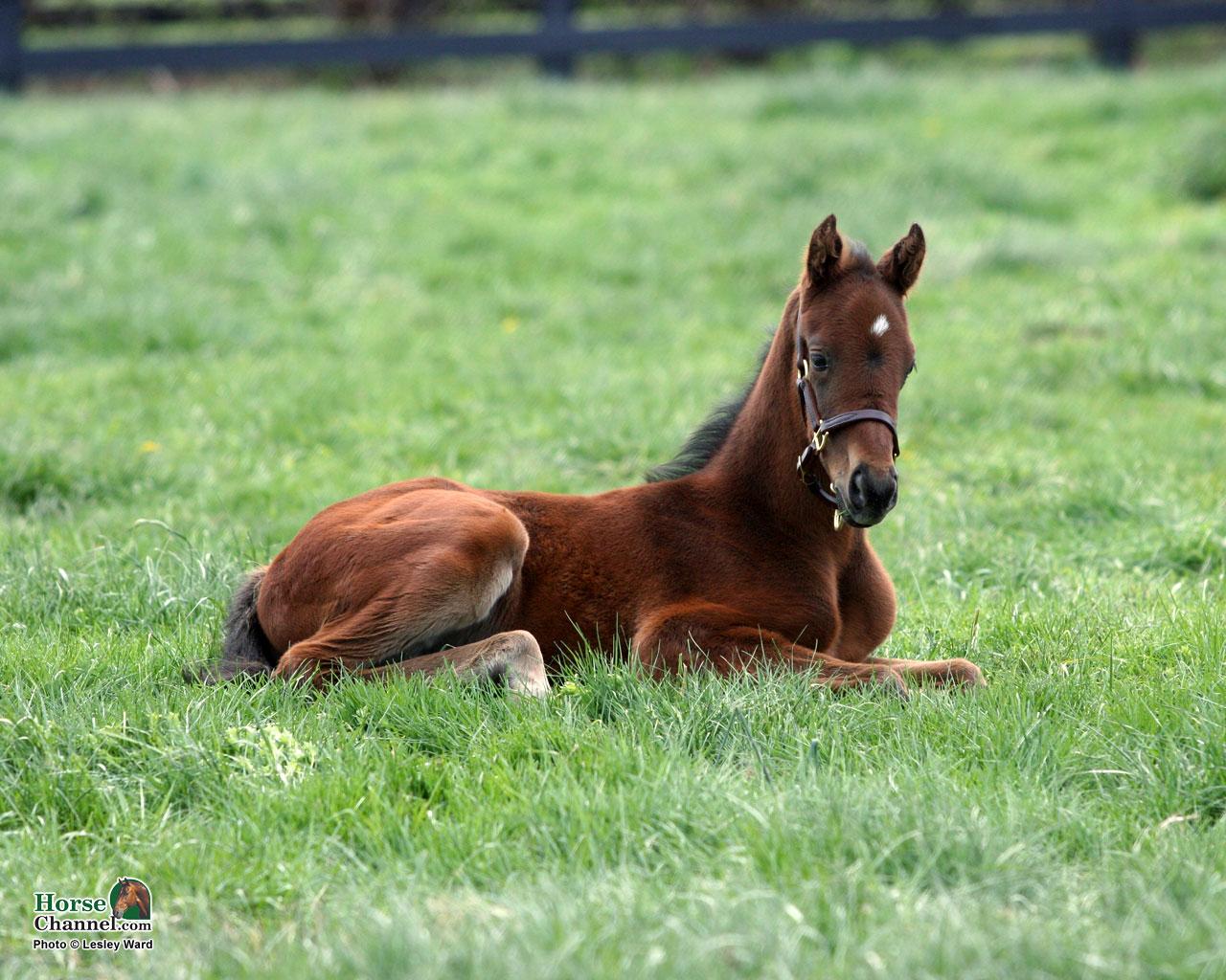 1280x1024 Springtime Foal Screensaver and Desktop