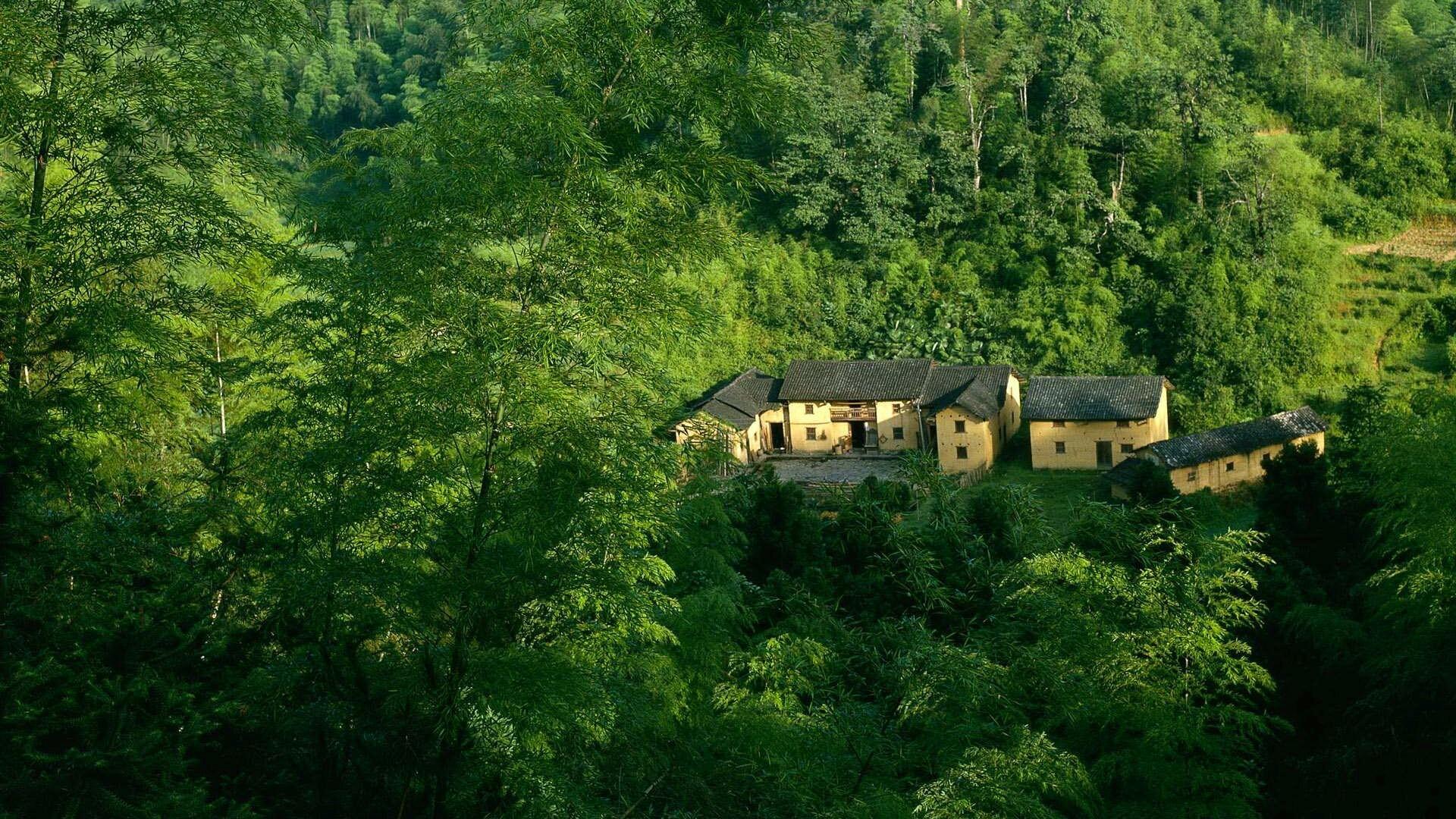 1920x1080 Green Forest Wallpaper