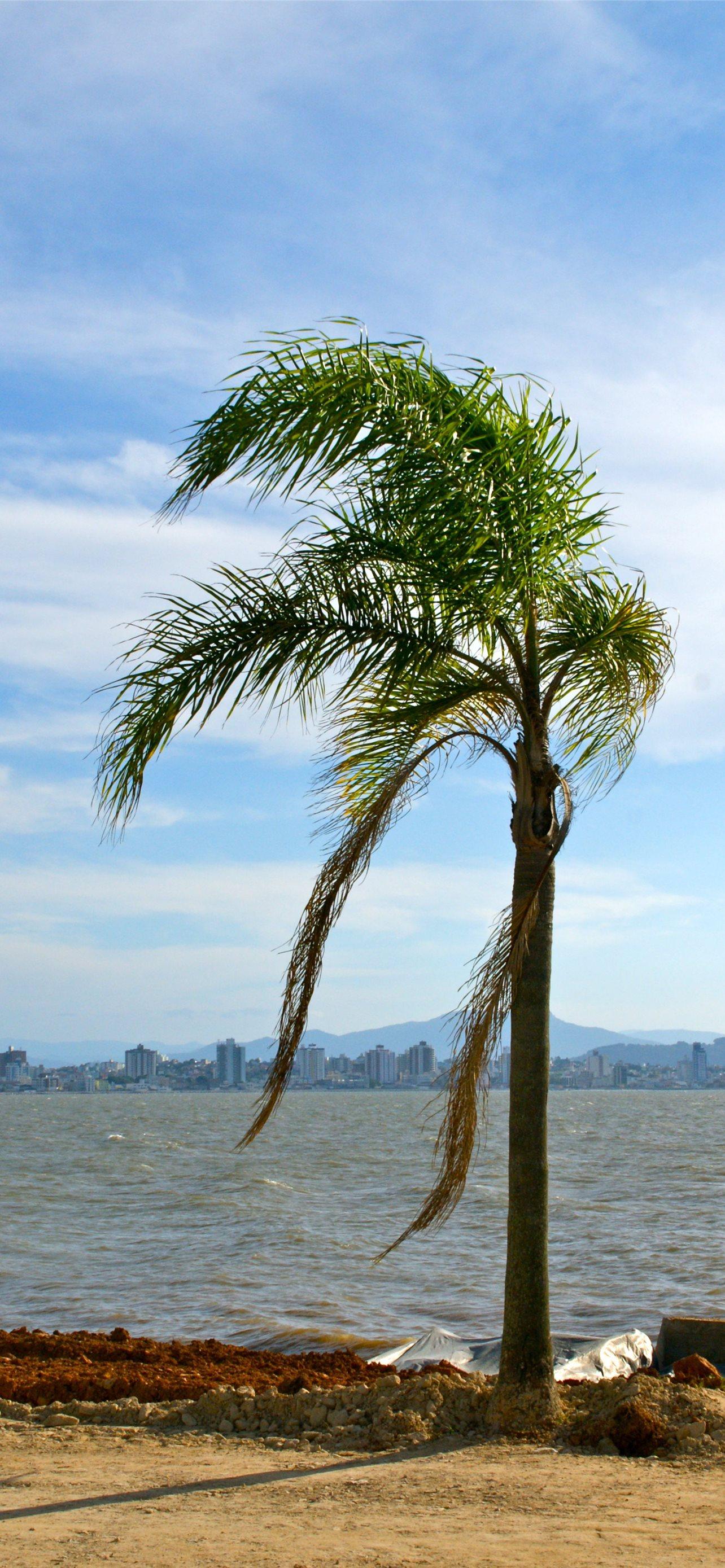 1284x2778 Latest Florianopolis iPhone HD