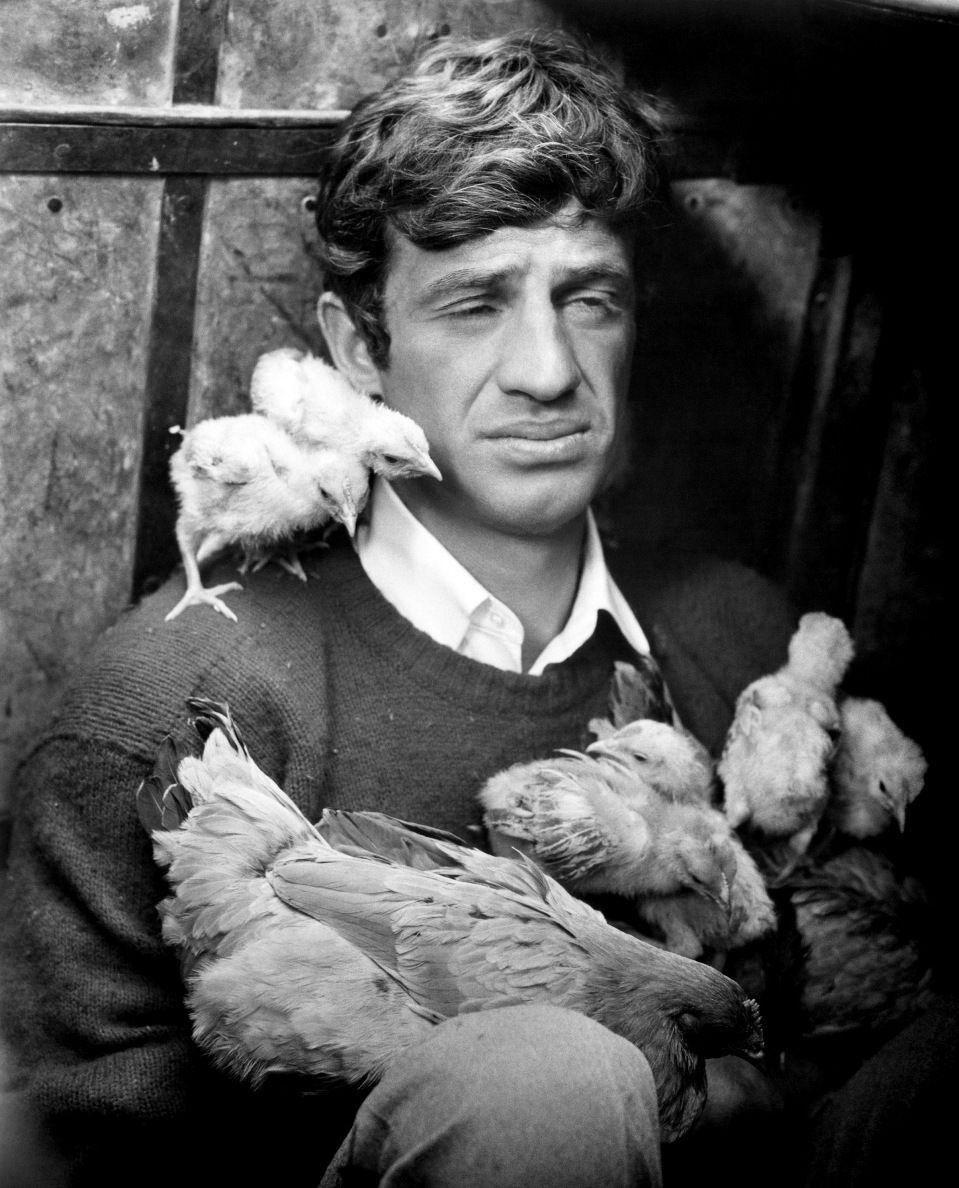 959x1188 Jean Paul Belmondo. Красивые