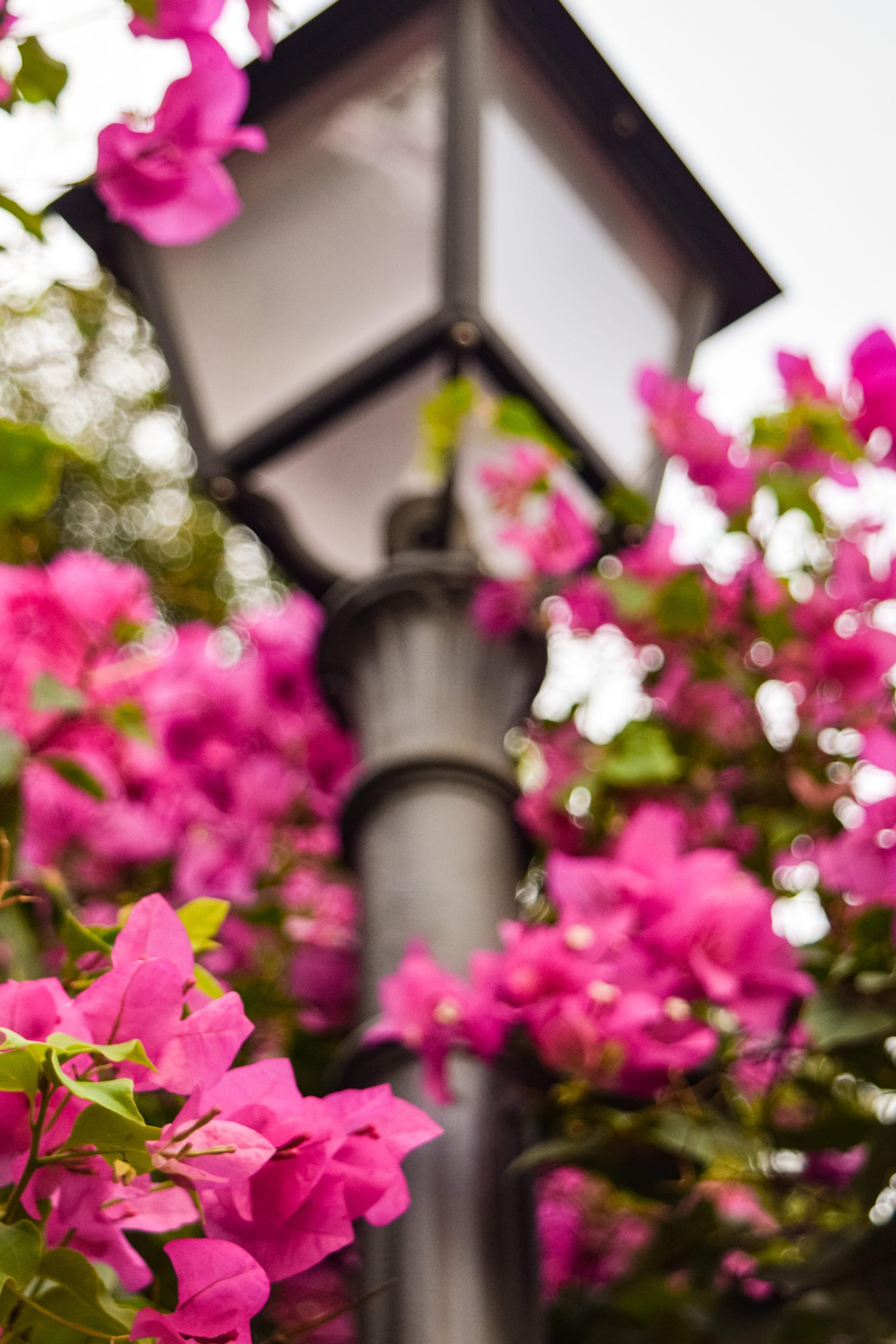 3042x4562 flower head, fragility, built structure
