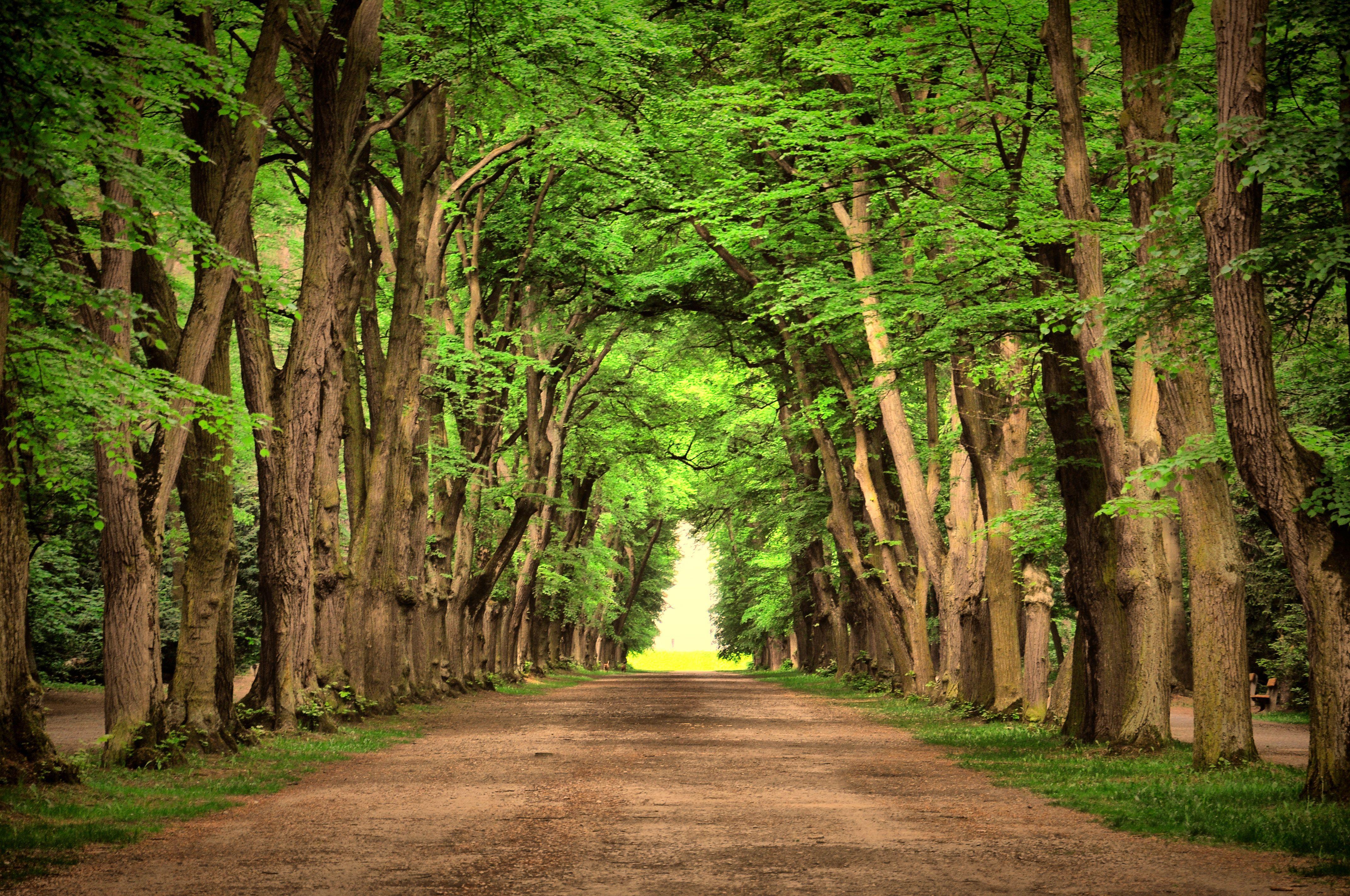 4288x2848 Green Trees During Daytime, Background