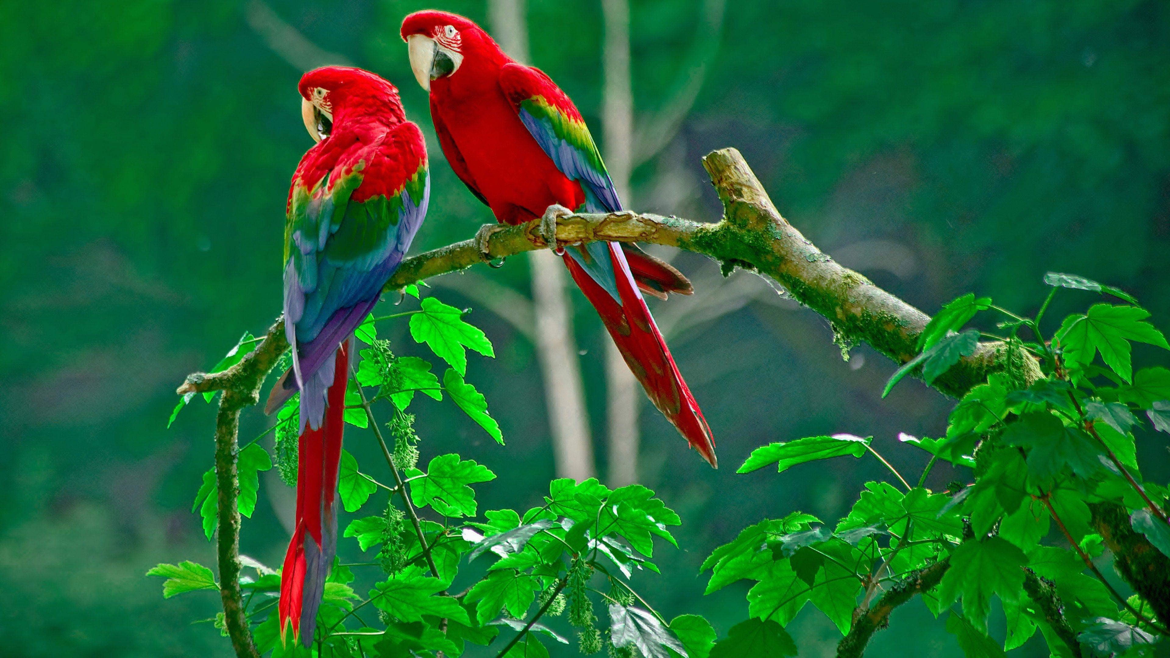 3840x2160 8K Nature Wallpaper