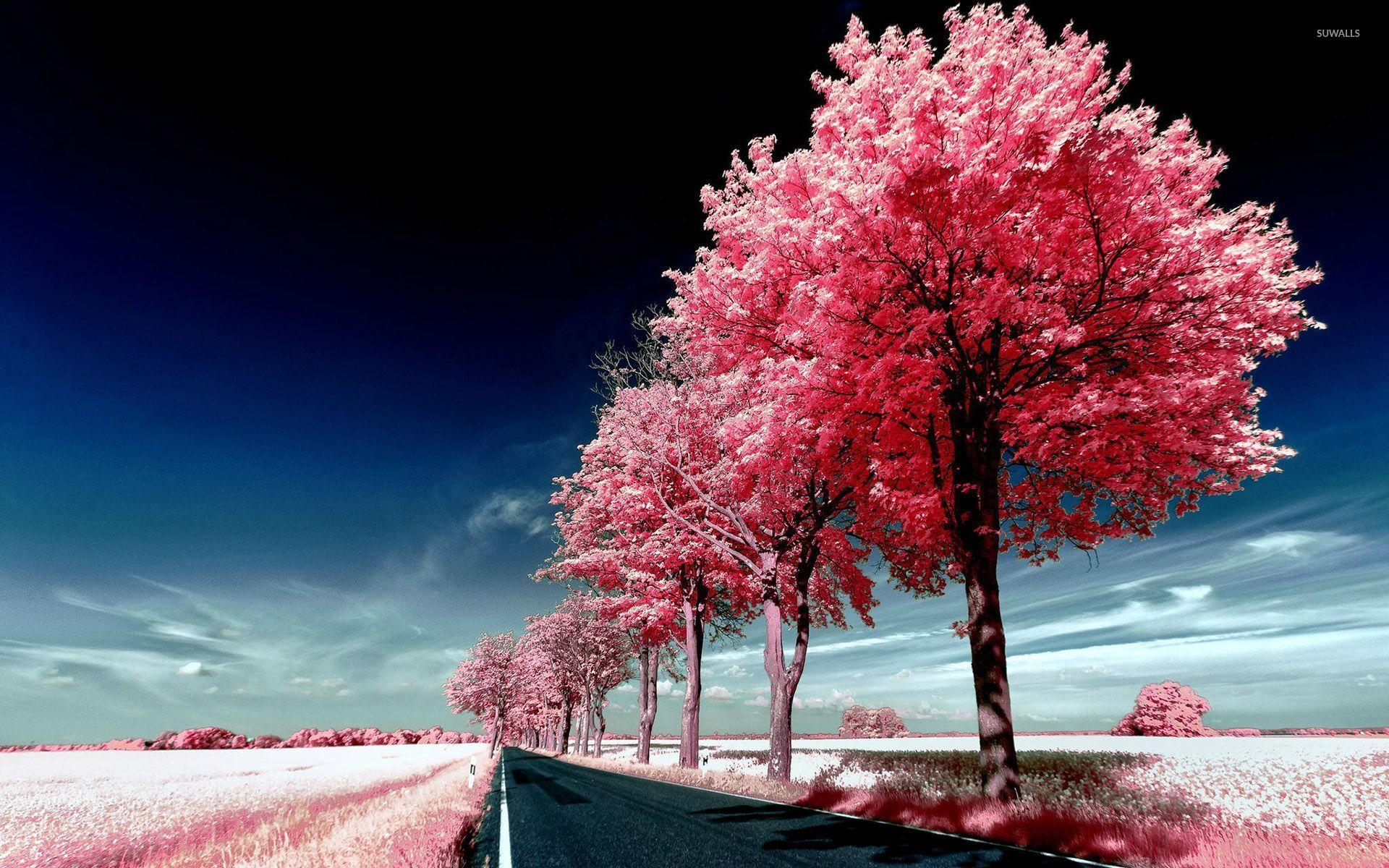 1920x1200 Roadside pink trees wallpaper