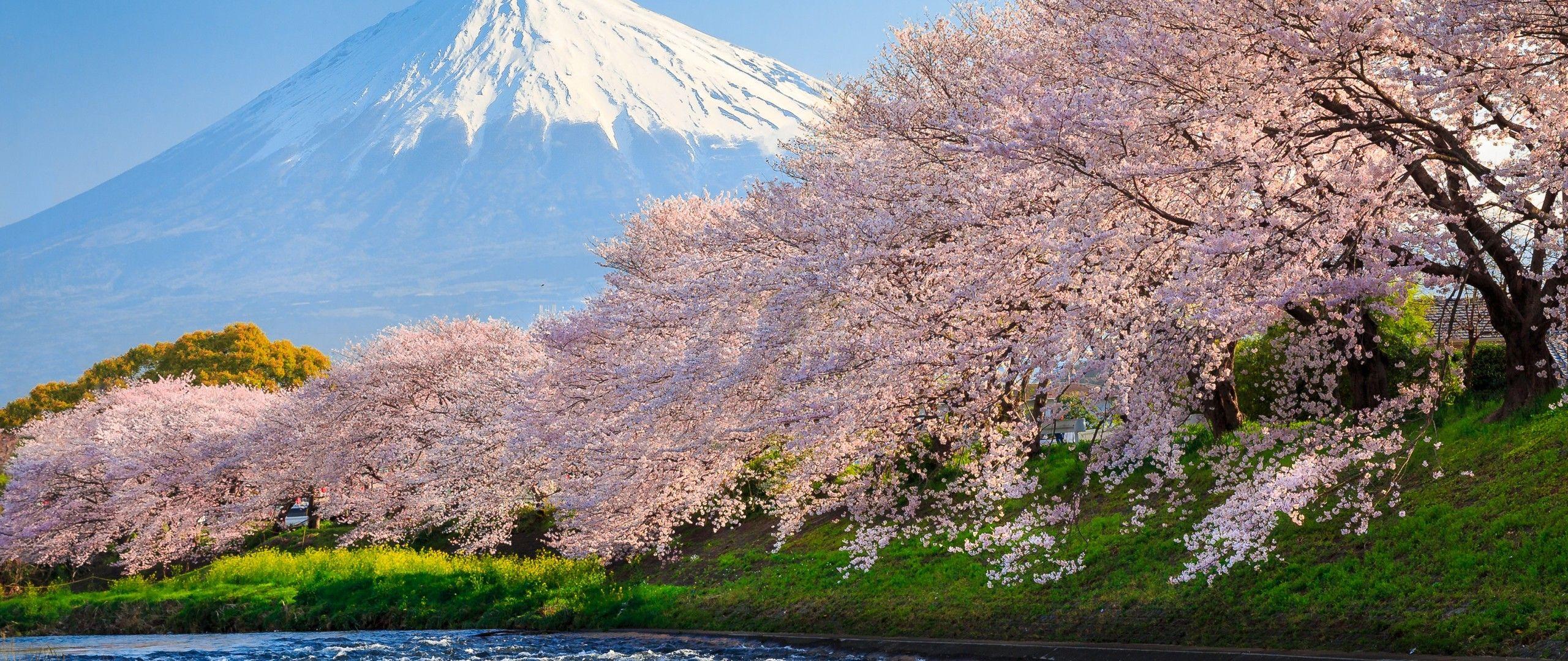 2560x1080 Sakura River japan 2560x1080 Resolution HD 4k Wallpaper
