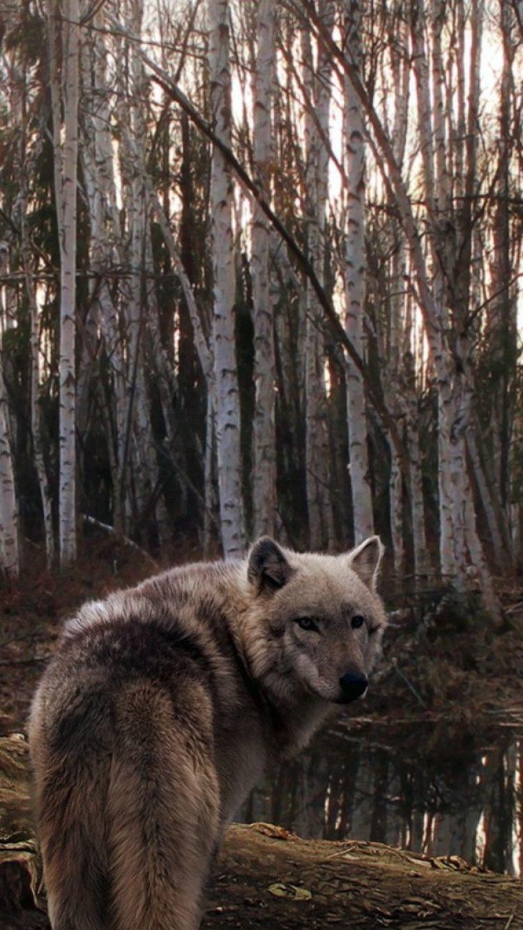 750x1334 Wolf HD Wallpaper iPhone Wallpaper Collections