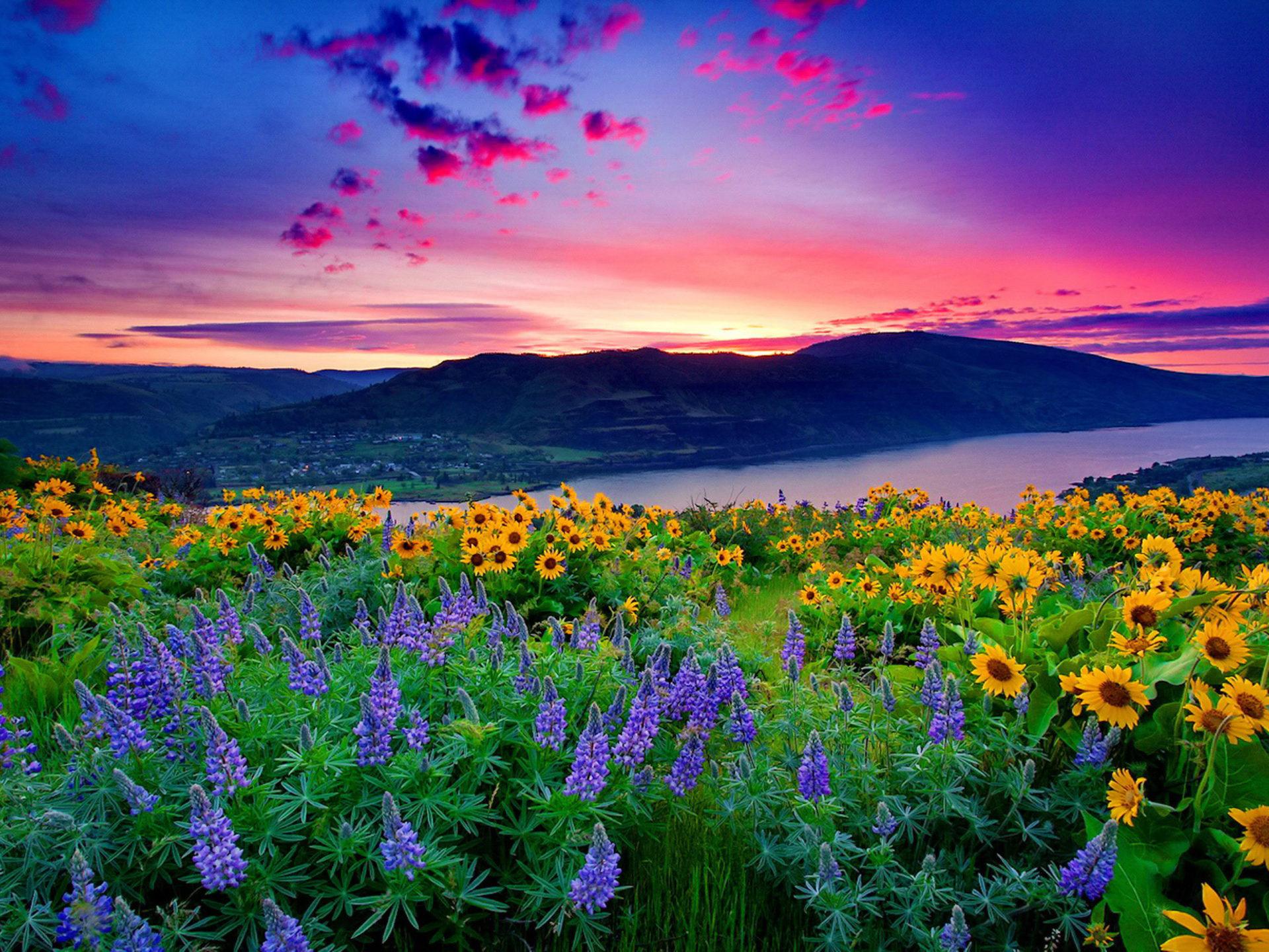 1920x1440 Nature Landscape Yellow Flowers