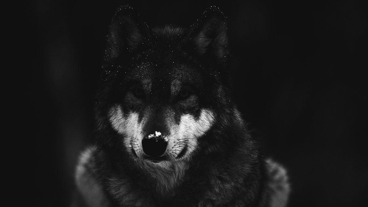 1191x670 Wolf in the Forest Dark Hình nền