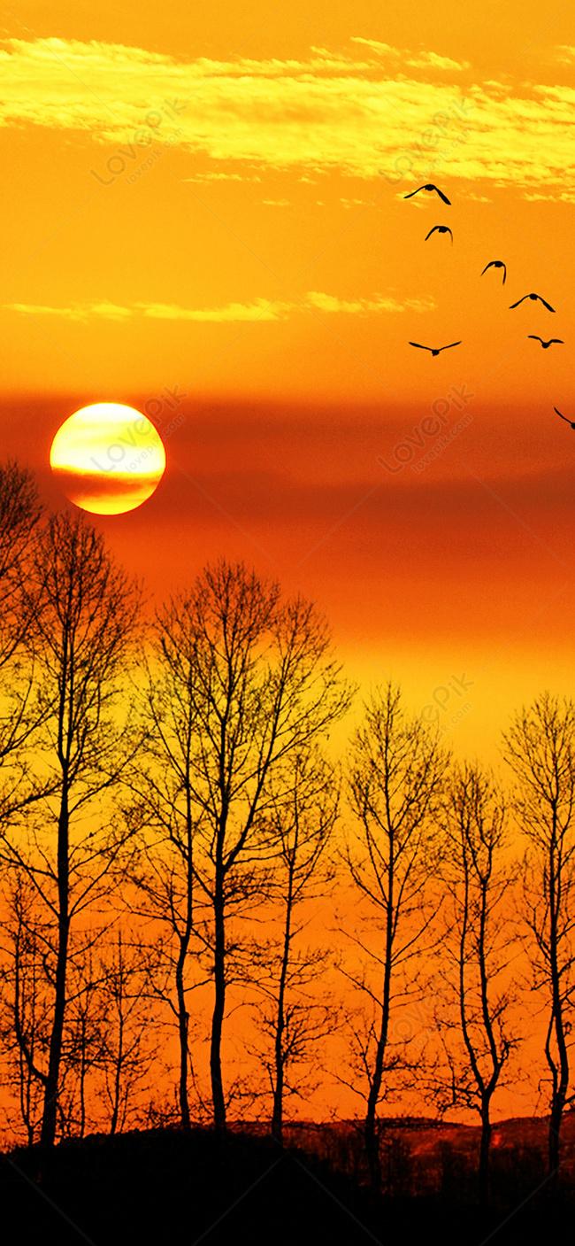 650x1407 Dusk Mobile Phone Wallpaper Image Free