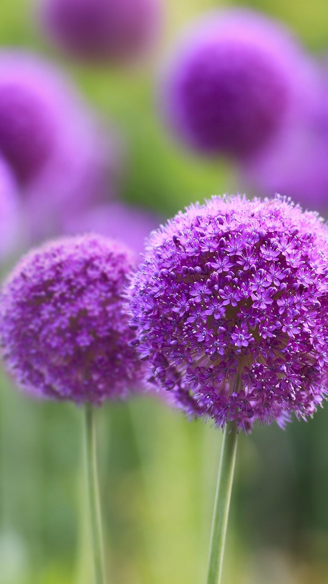 1080x1920 Purple Blossoms HD Wallpaper