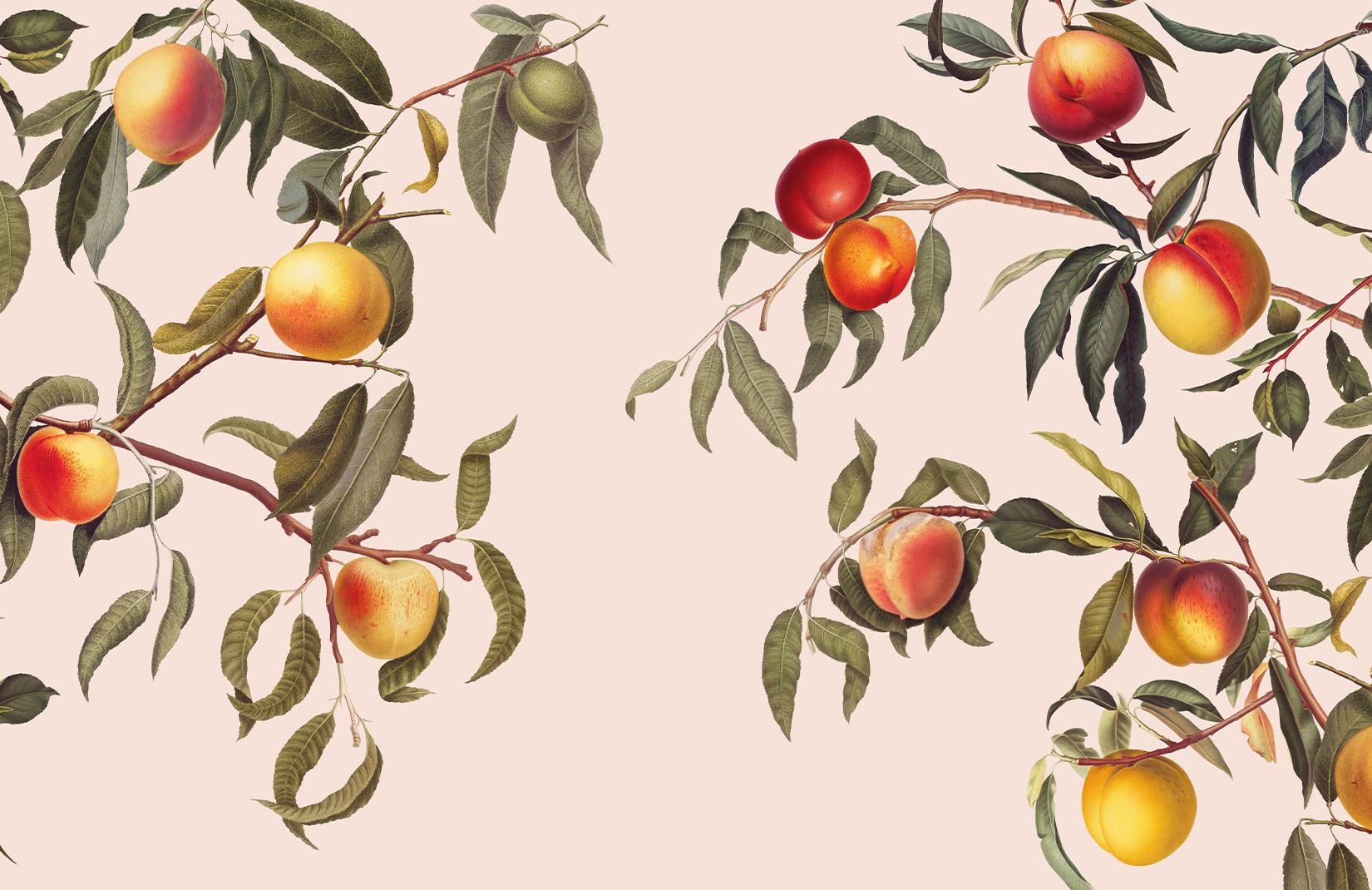 1650x1070 Vintage Neutral Botanical Peach Tree