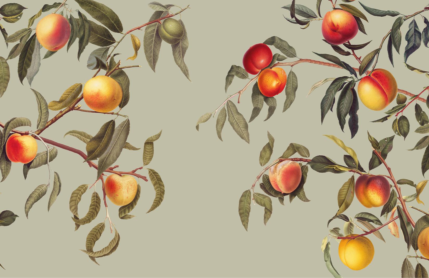 1650x1070 Vintage Green Botanical Peach Tree Wall