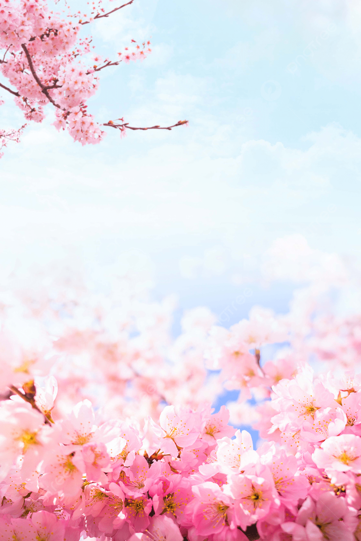 1200x1800 Peach Blossom Peach Tree Background