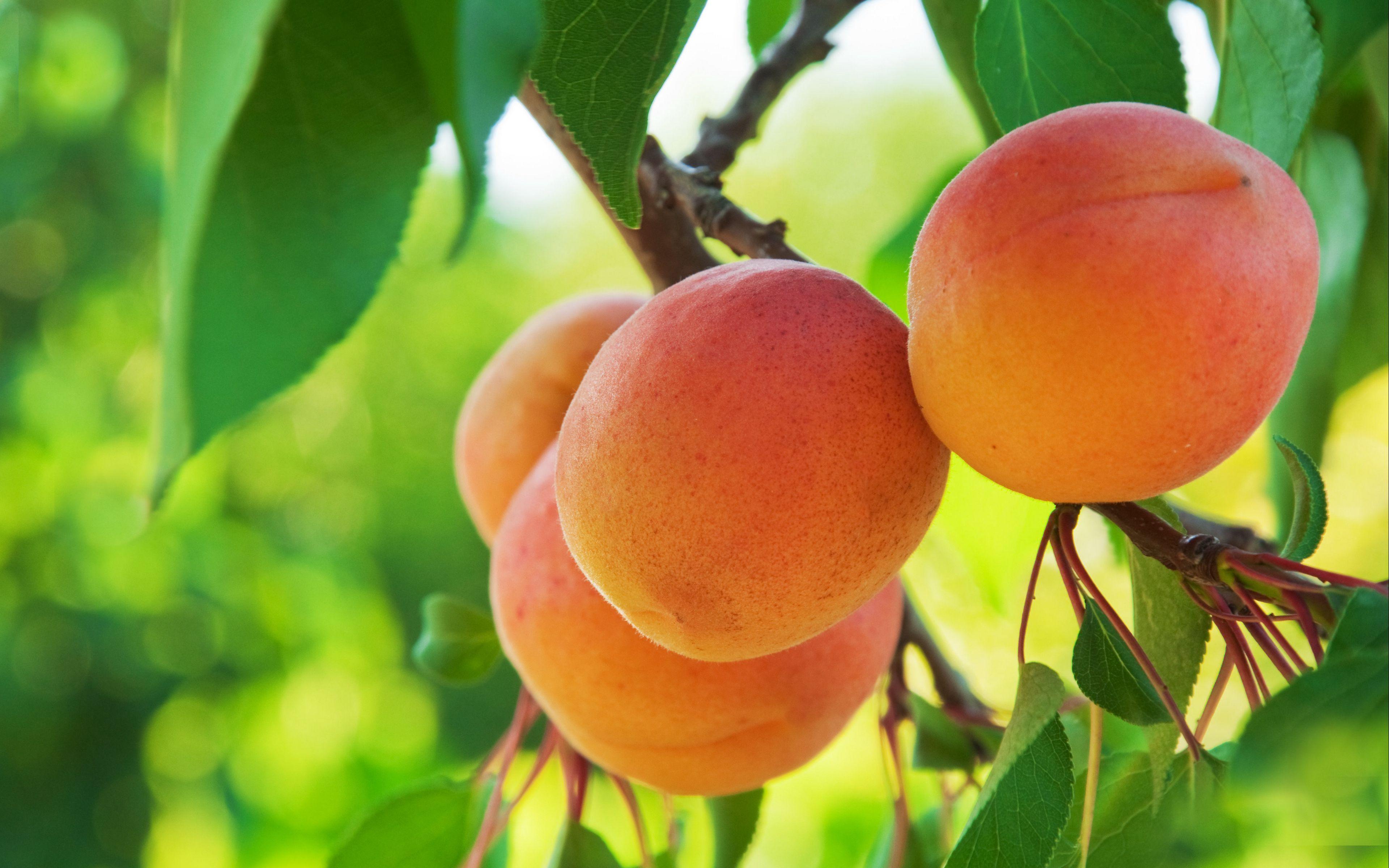3840x2400 Download wallpaper 3840x2400 peach