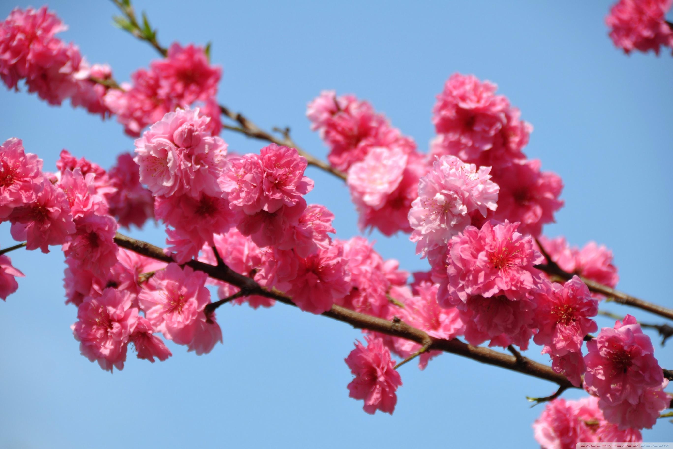 2736x1824 Peach Tree In Bloom, Tokyo Ultra HD