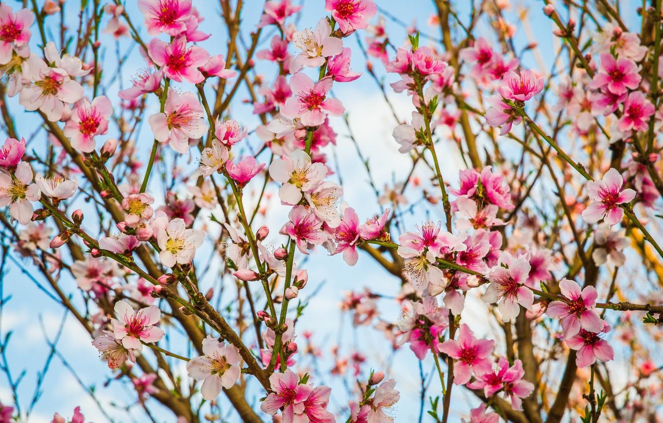 1332x850 Peach Spring Wallpaper