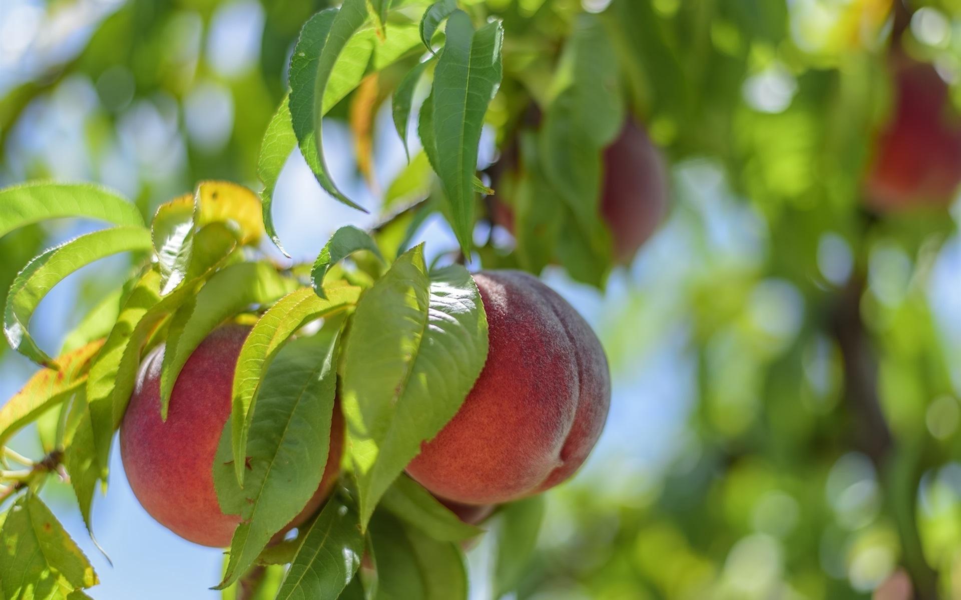 1920x1200 Wallpaper Fresh peaches, tree, leaves