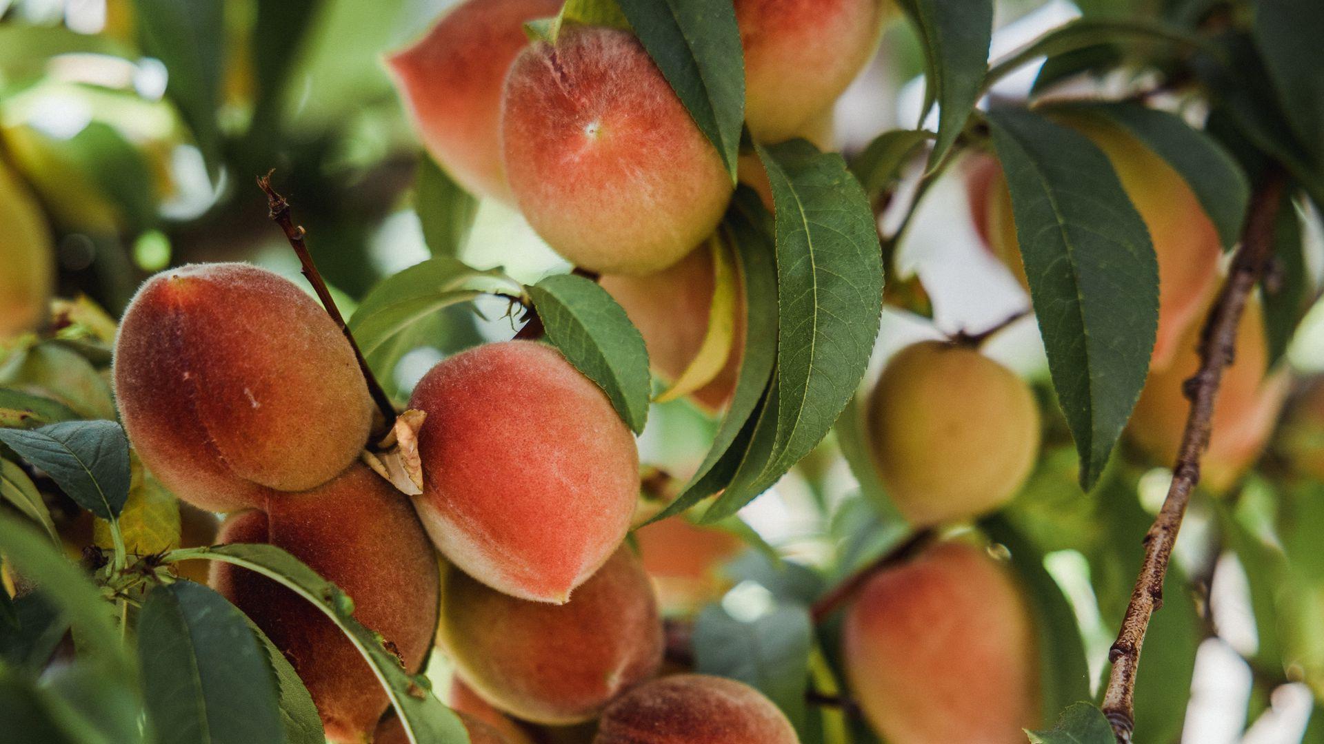 1920x1080 Download wallpaper 1920x1080 peaches