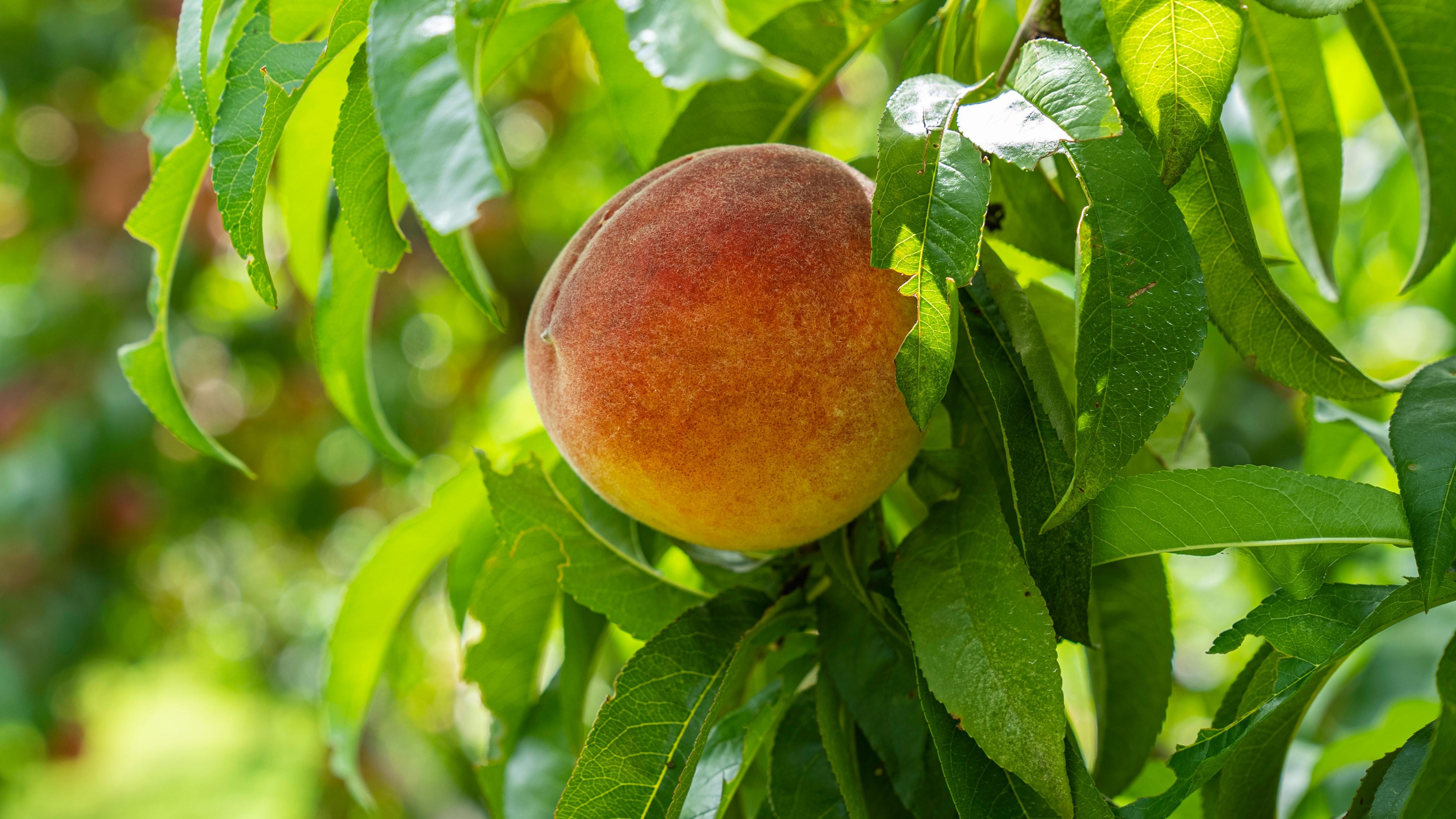 4240x2384 Peach Tree Photo, Download The BEST