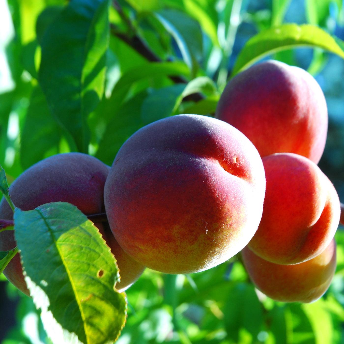 1400x1400 Red Haven Peach Tree