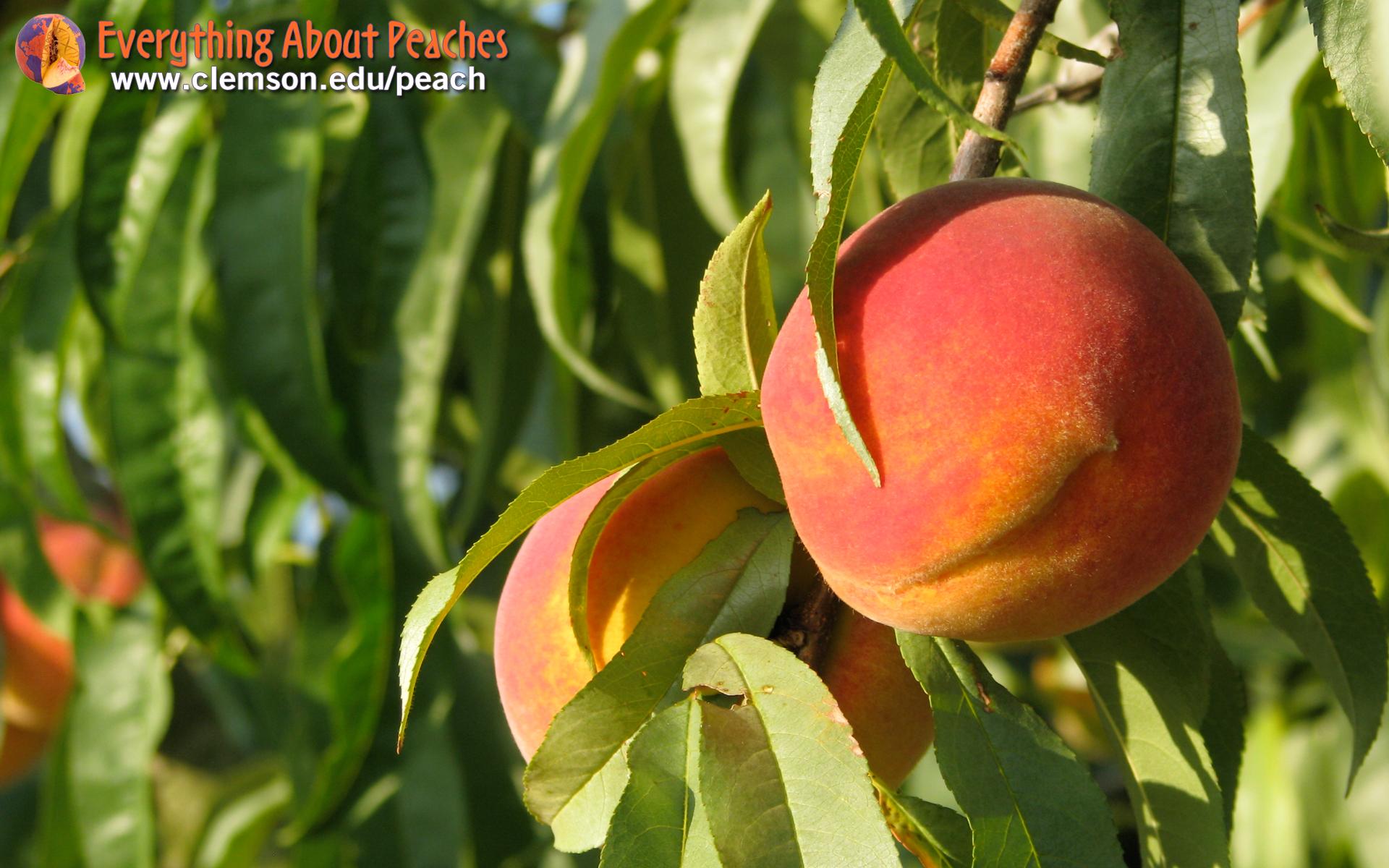 1920x1200 Peach Tree wallpaper 166844 1920x1200