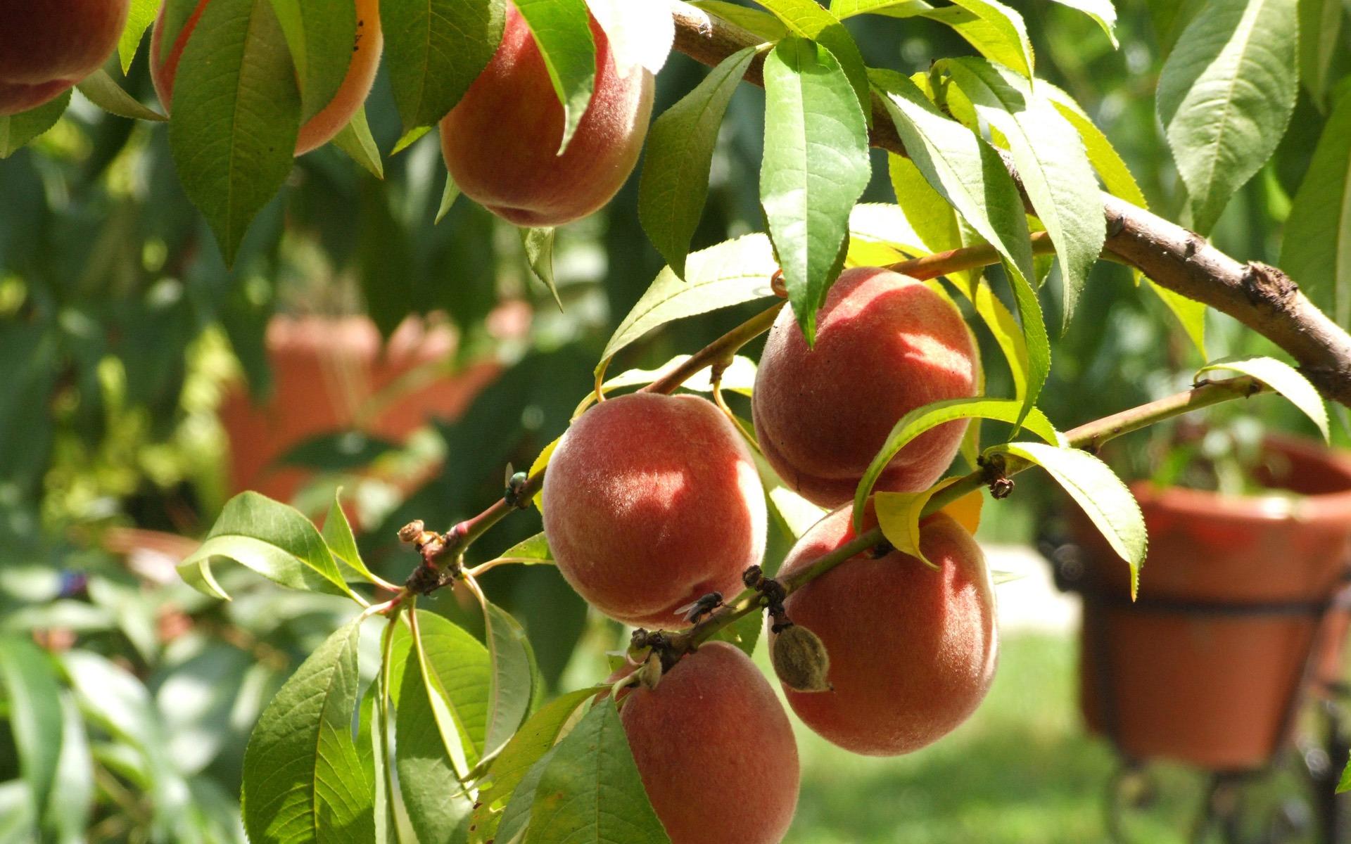 1920x1200 Peach Fruit Wallpaper
