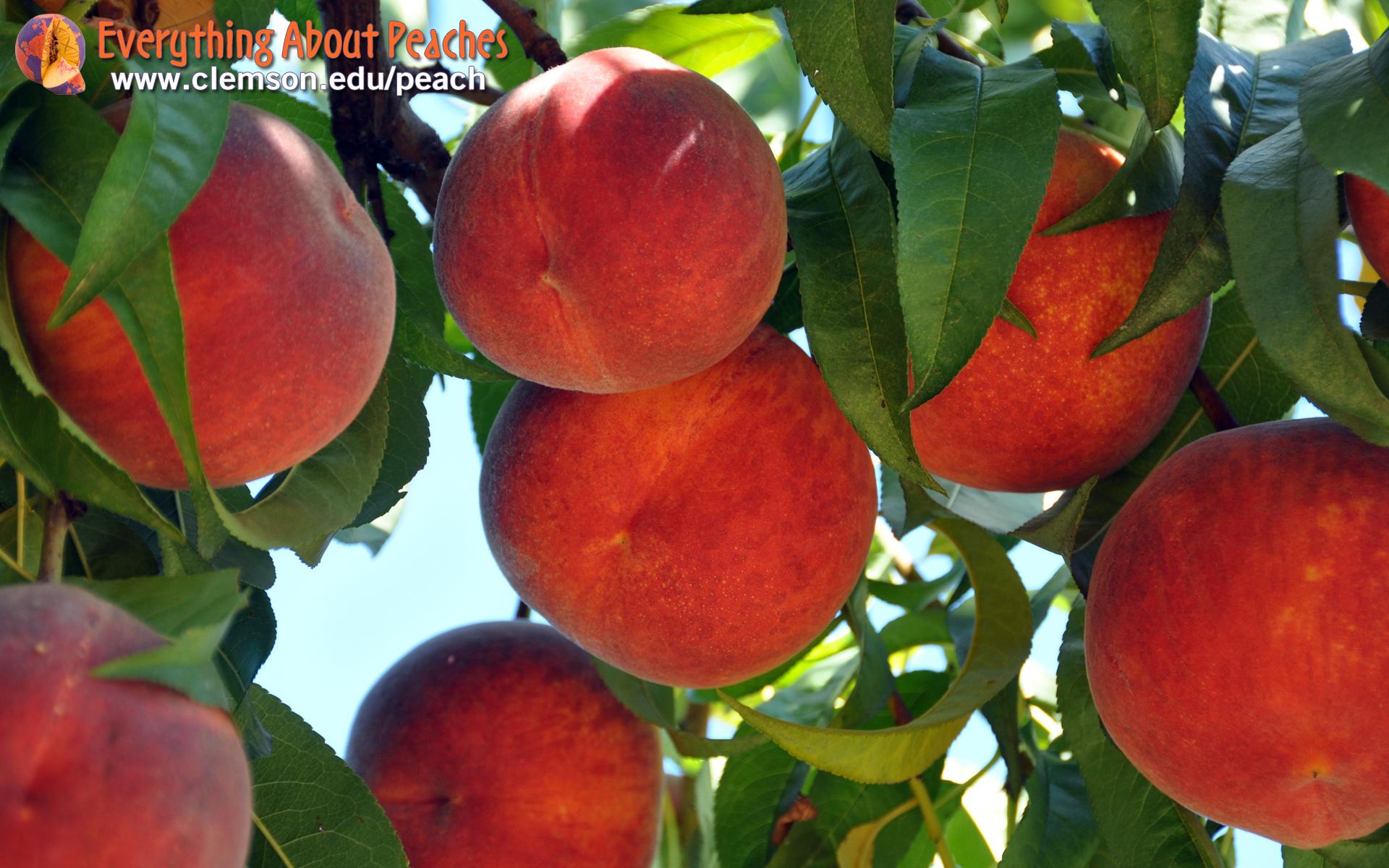 1920x1200 Peaches Wallpaper. Peaches Wallpaper
