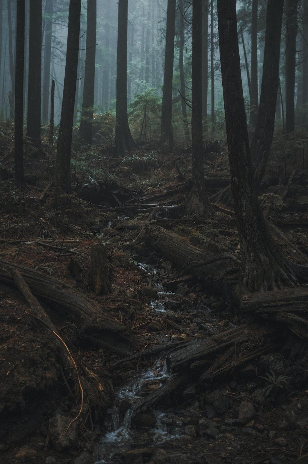1000x1506 Rain Forest Picture Stunning