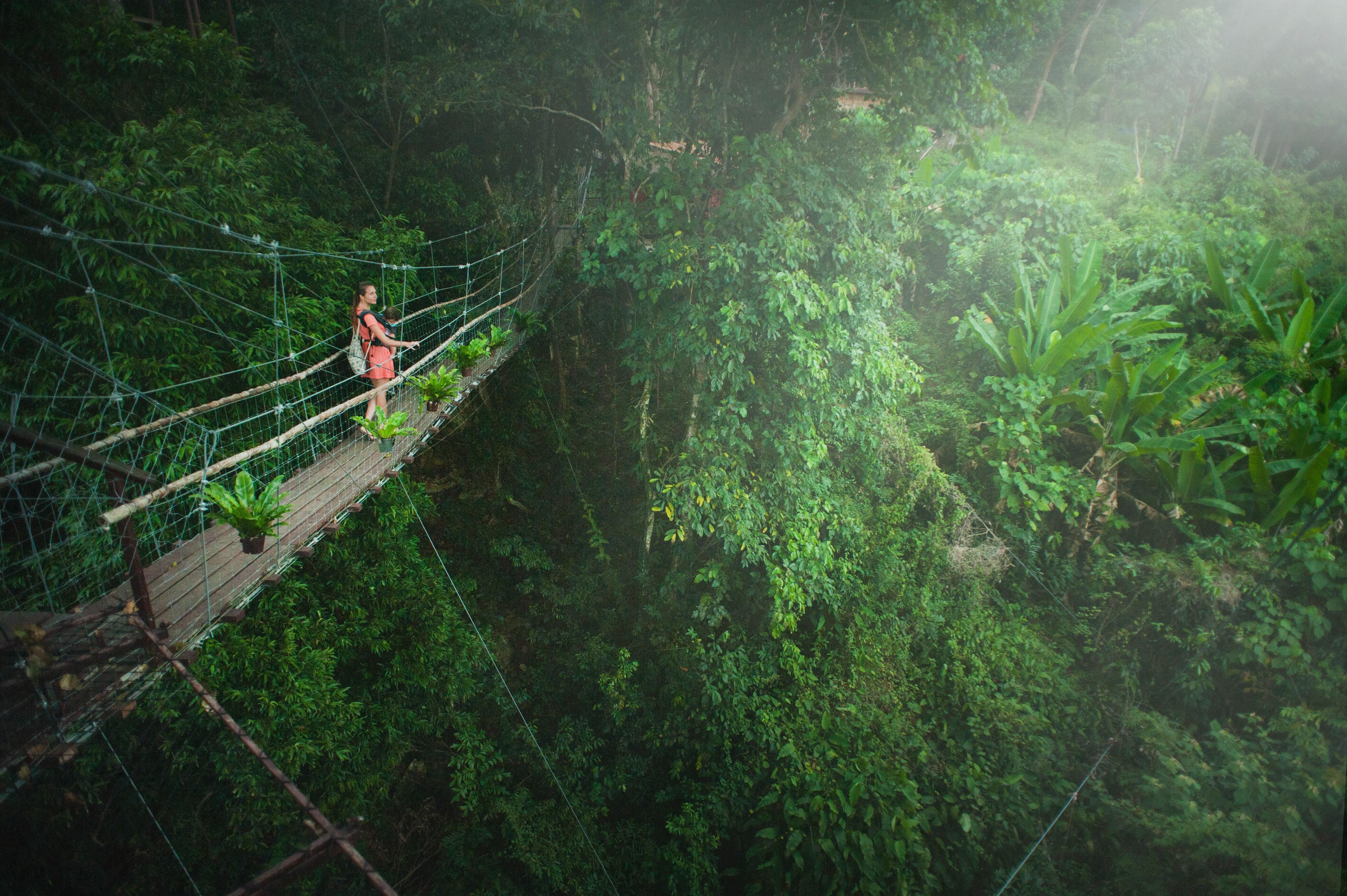 4256x2832 Rain Forest Photo, Download The BEST