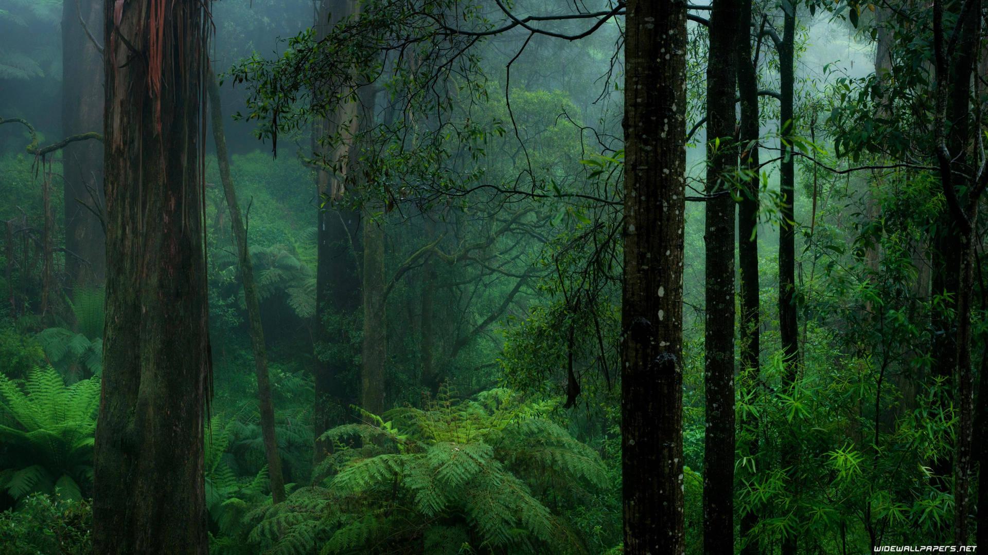 1920x1080 Download Rain Nature Forest Wallpaper
