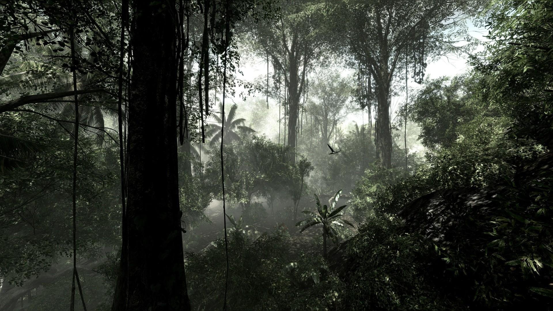 1920x1080 Rain Forest Wallpaper