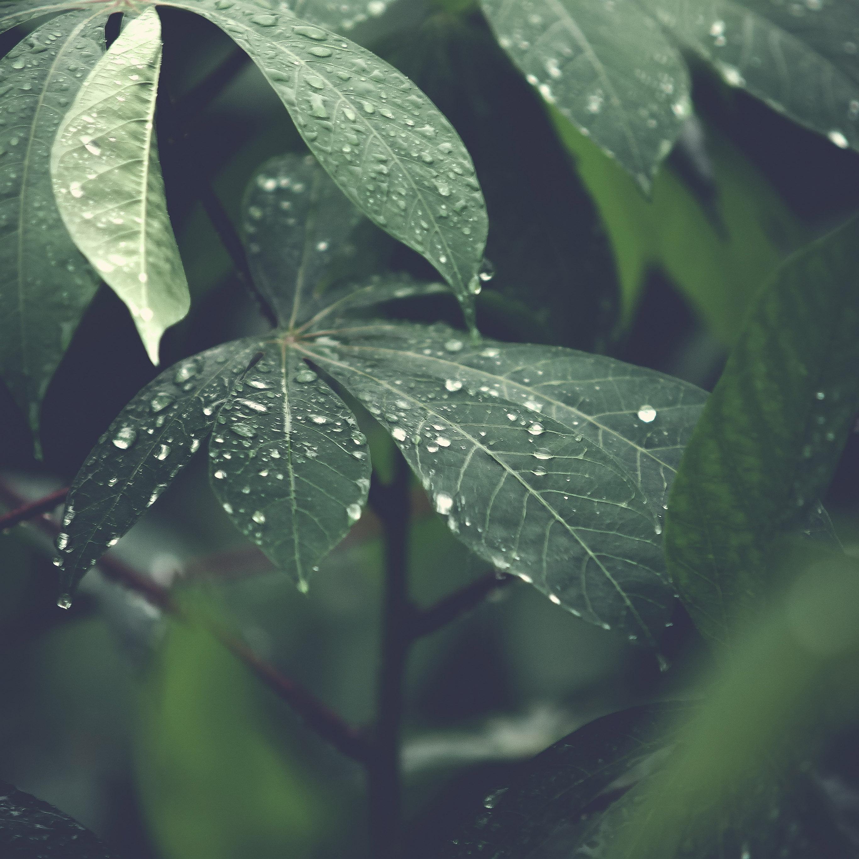 2732x2732 Rain Forest Wood Leaf Flower Nature