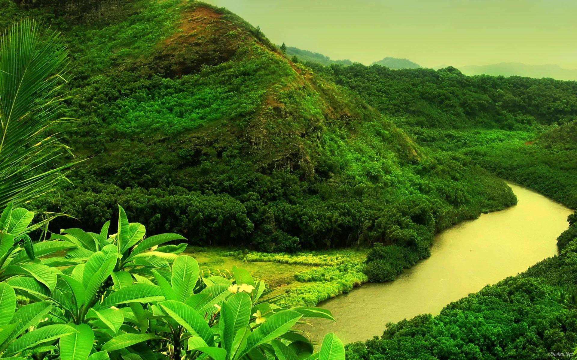 1920x1200 Free download Rain forest HD Desktop